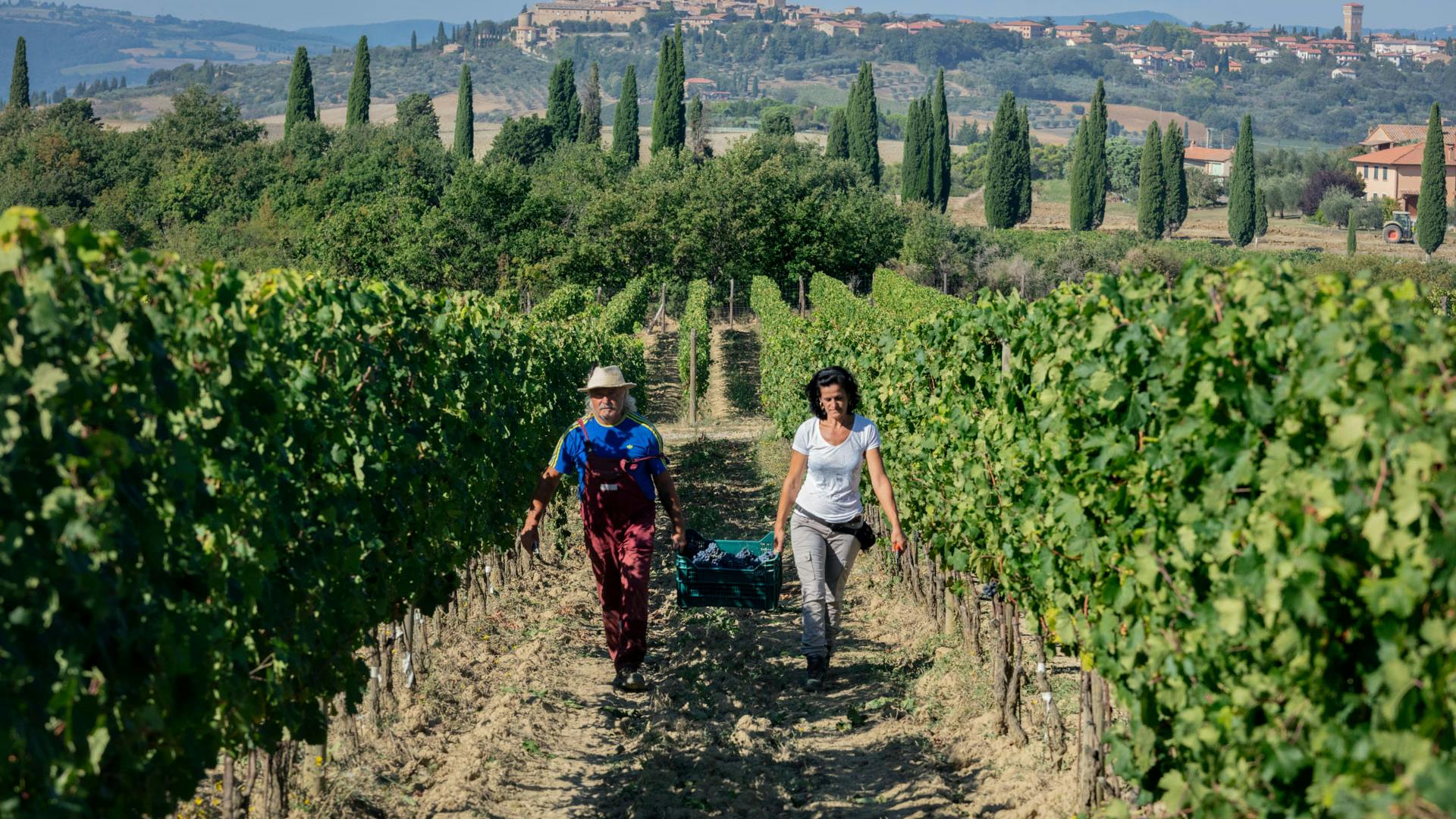 Harvest vineyard grape pickers basket view pienza two grape pickers are carrying a basket of grapes in the vineyard during the harvest with the city of Pienza in the background