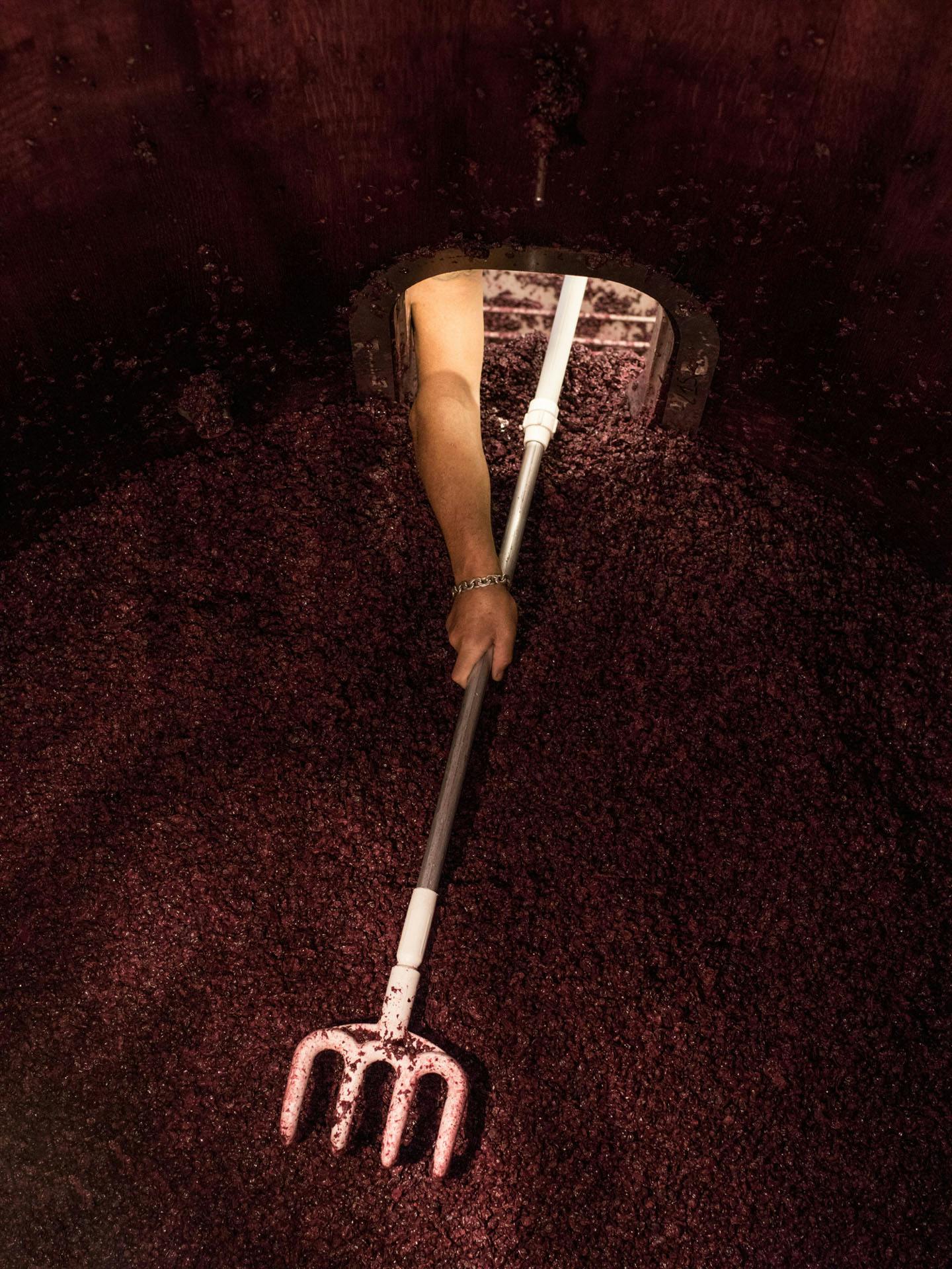 qualcuno che, dopo la vinificazione, estrae l'uva secca da grandi botti di legno