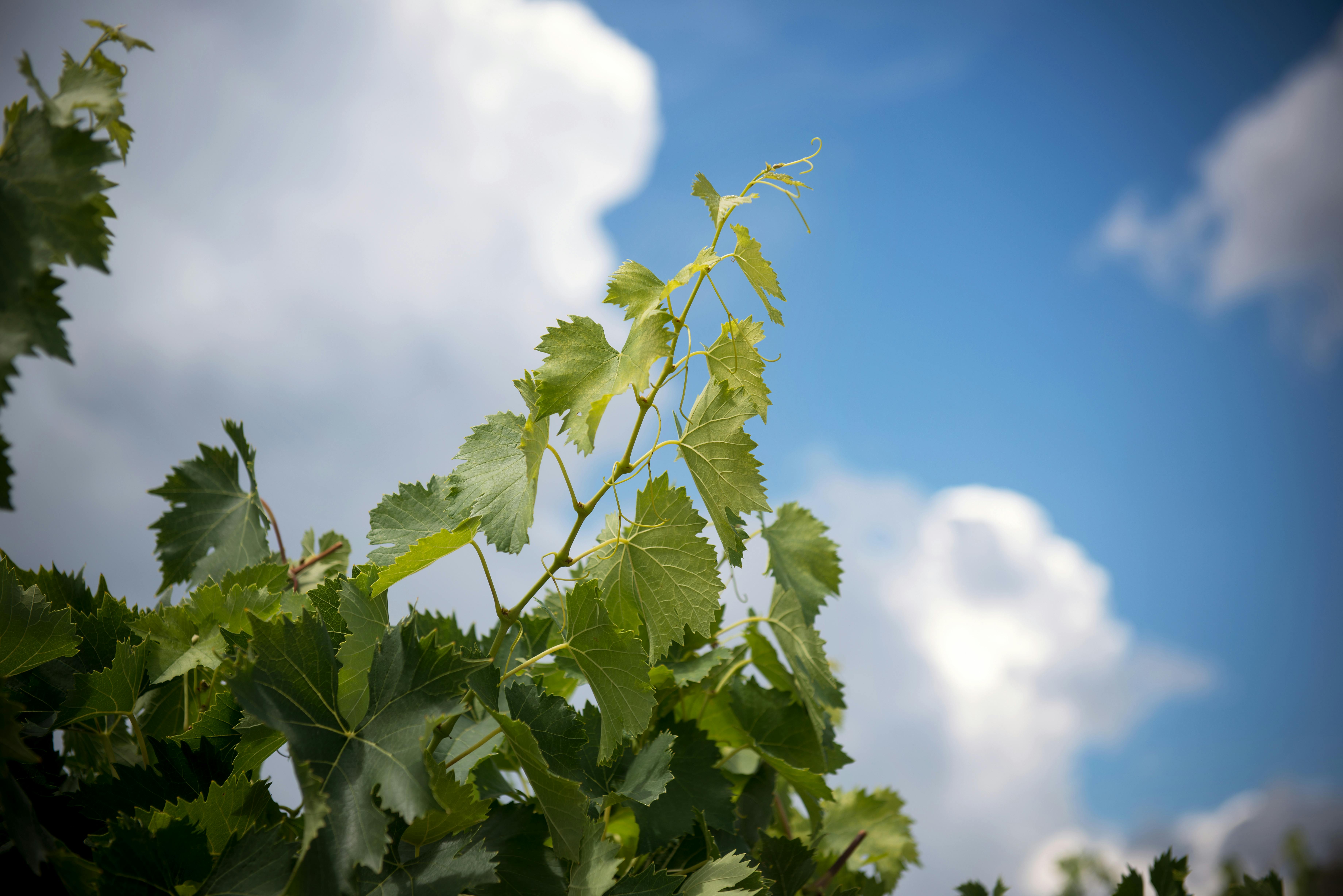 Vine leaves with cloudy blue sky in background