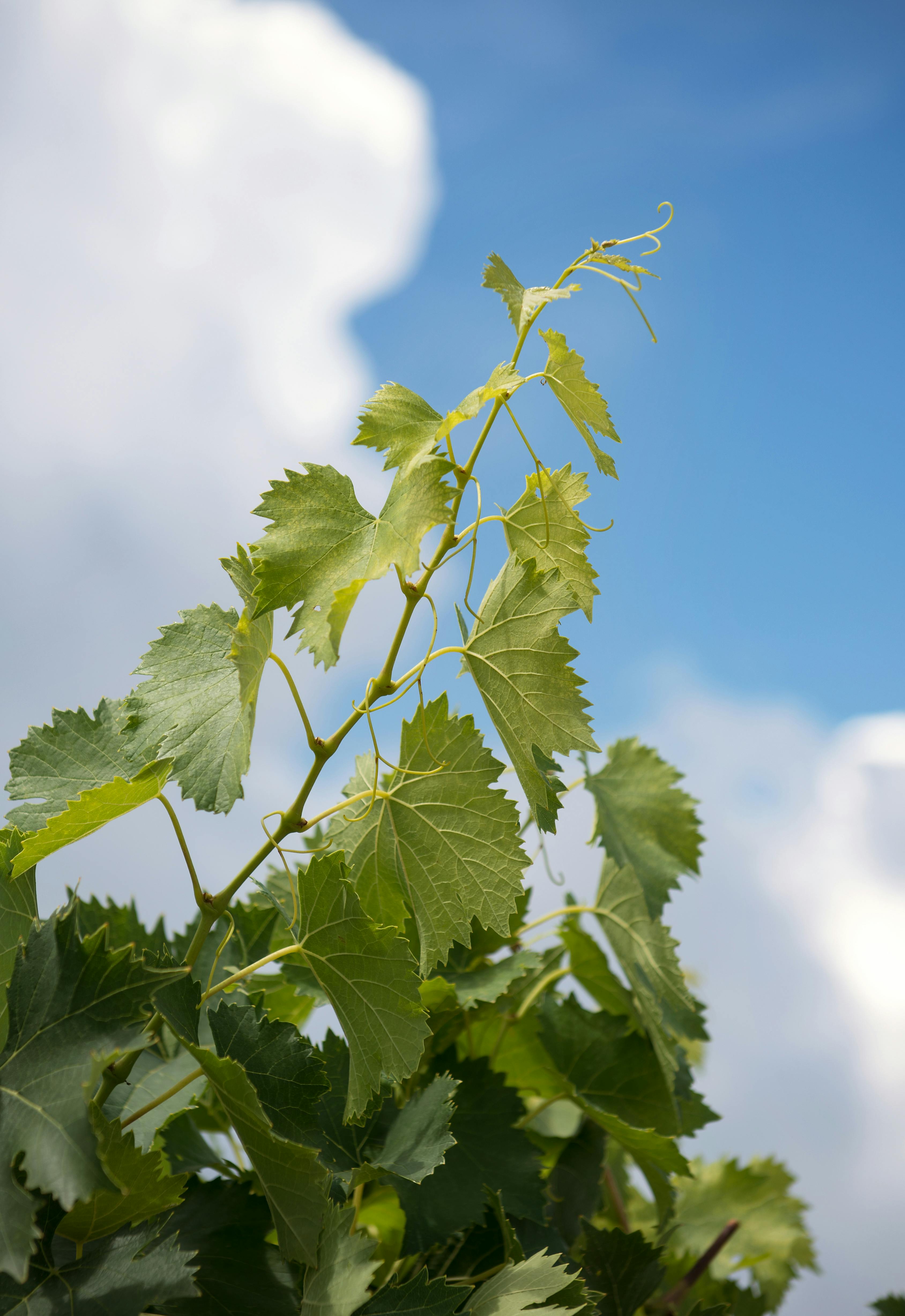 WINERY_Philosophy_Ecological Vine leaves with cloudy blue sky in background