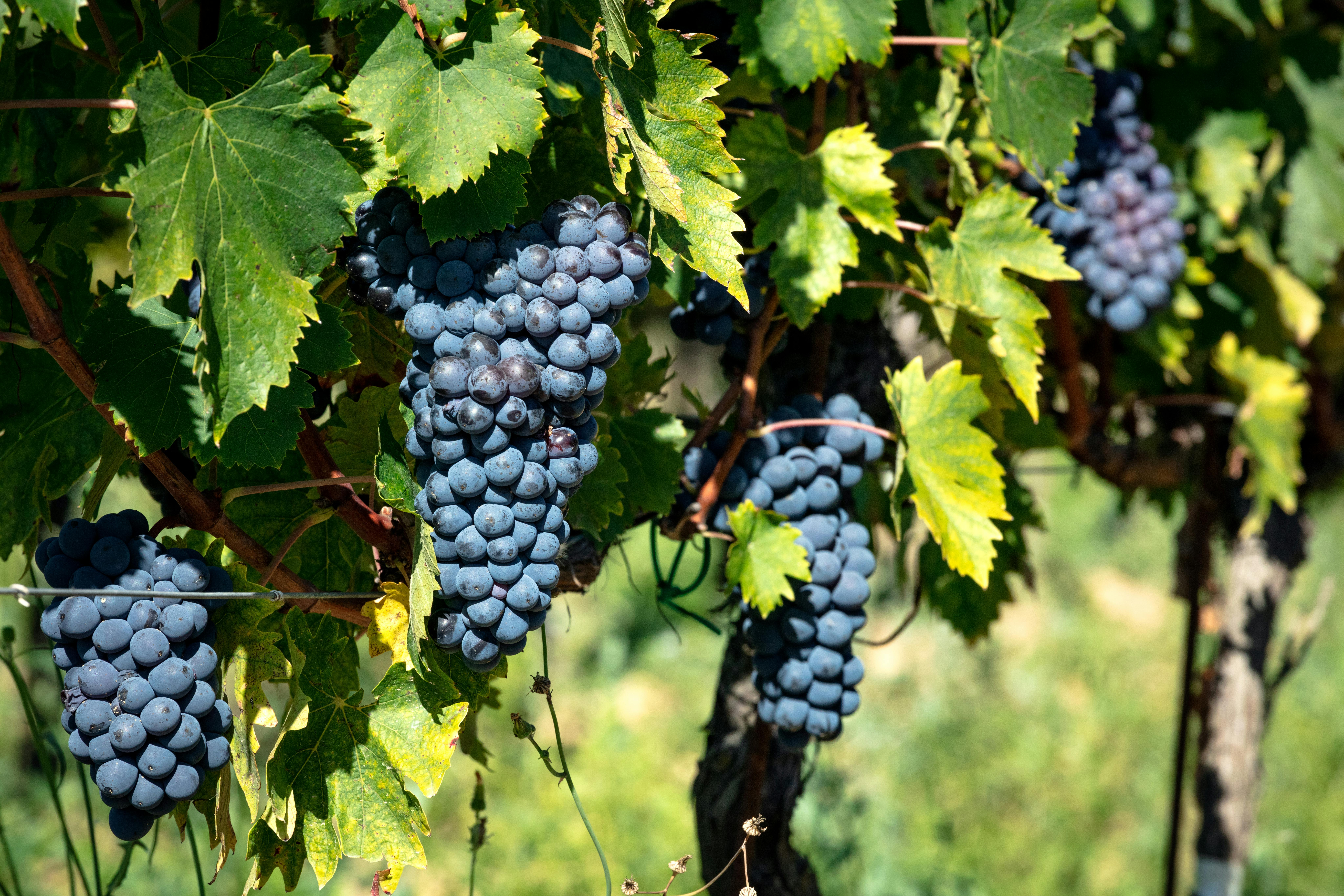 Uve rosse su viti di Sangiovese in vigna