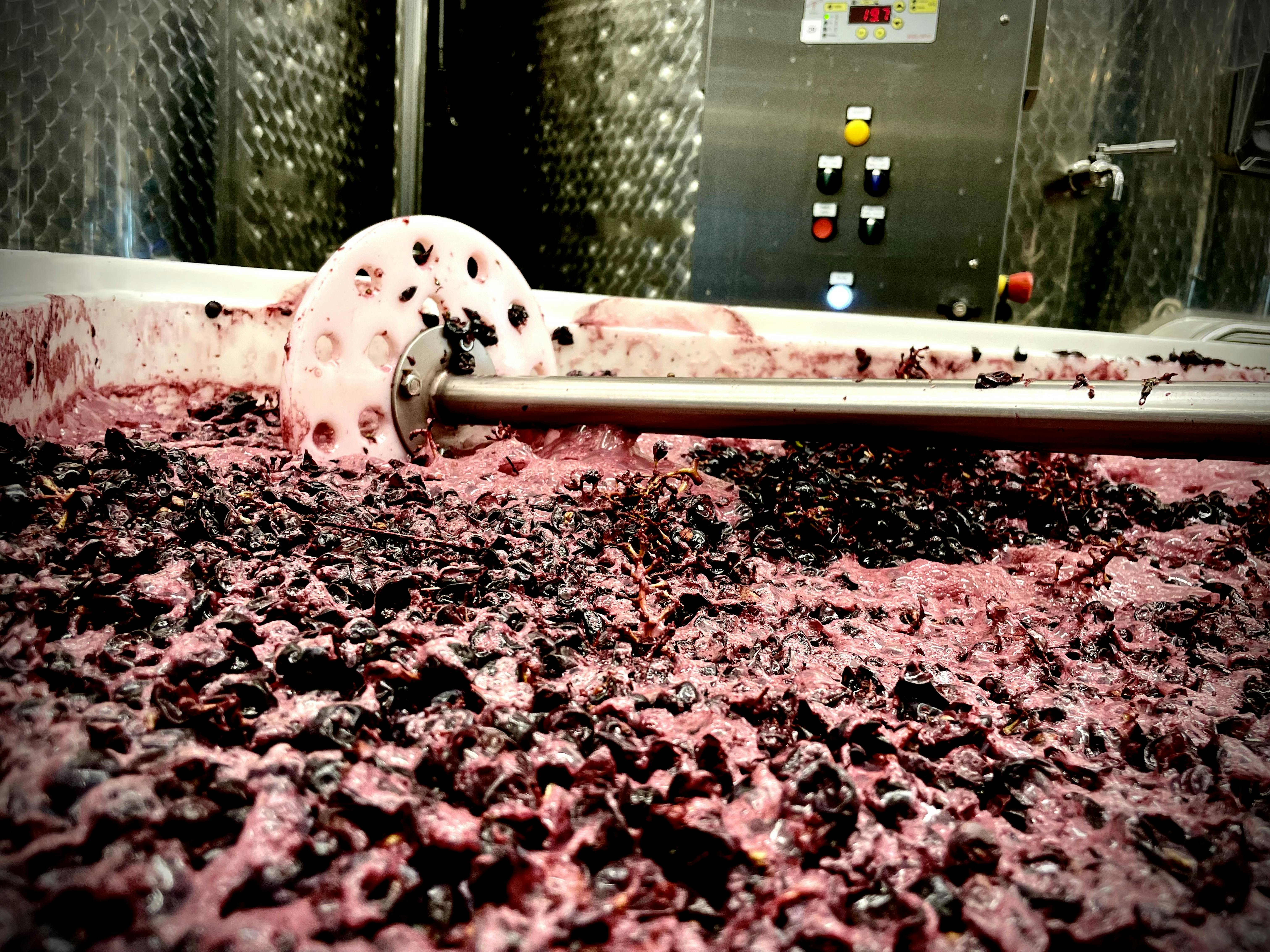 View on fermenting reg grapes in an open bin with a tool for manual punching-down