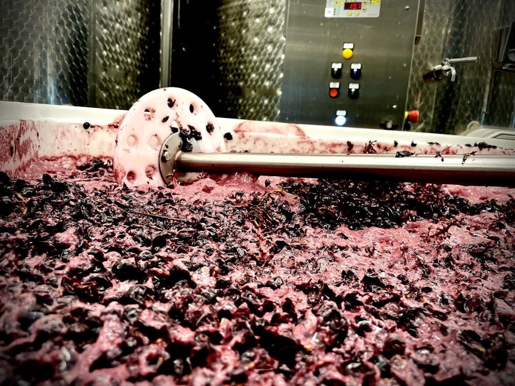 Vista sulla fermentazione dell'uva reg in un contenitore aperto con uno strumento per la follatura manuale