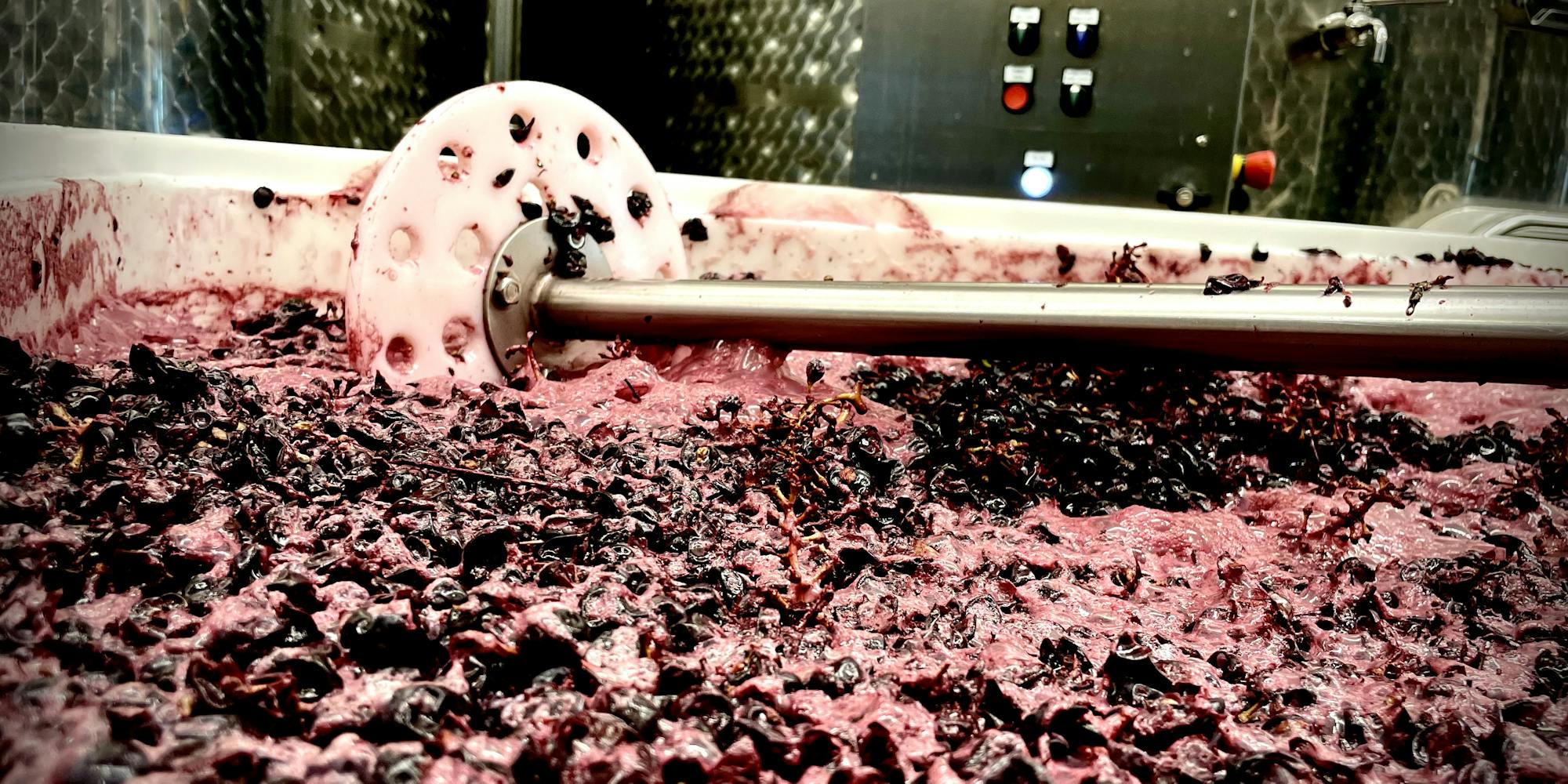 Winemaking_HERO_punching down View on fermenting reg grapes in an open bin with a tool for manual punching-down