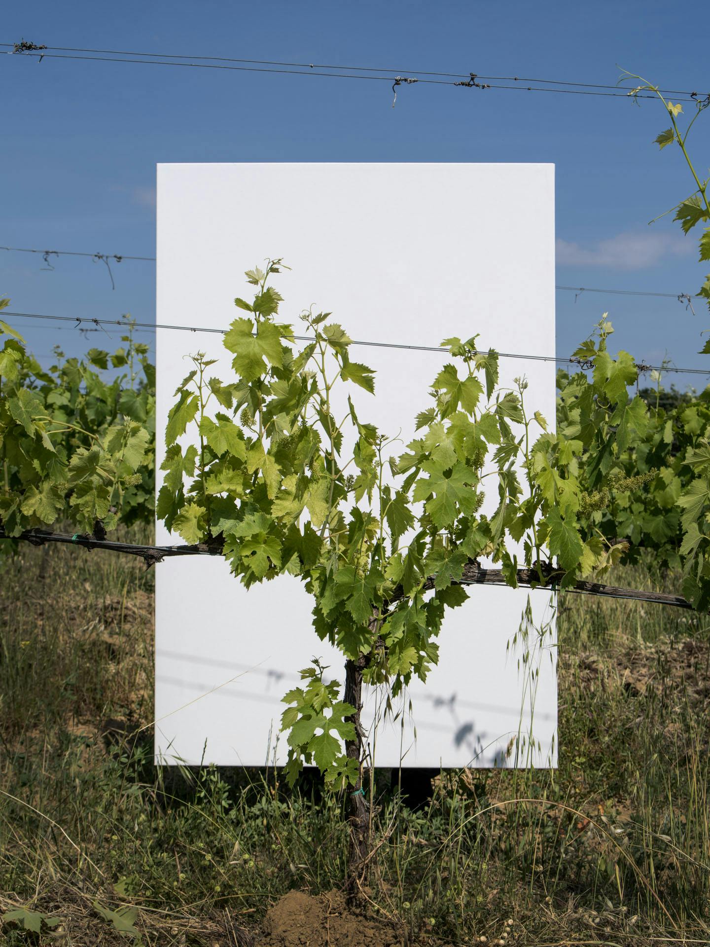 Vine plant on a white canvas in a vineyard