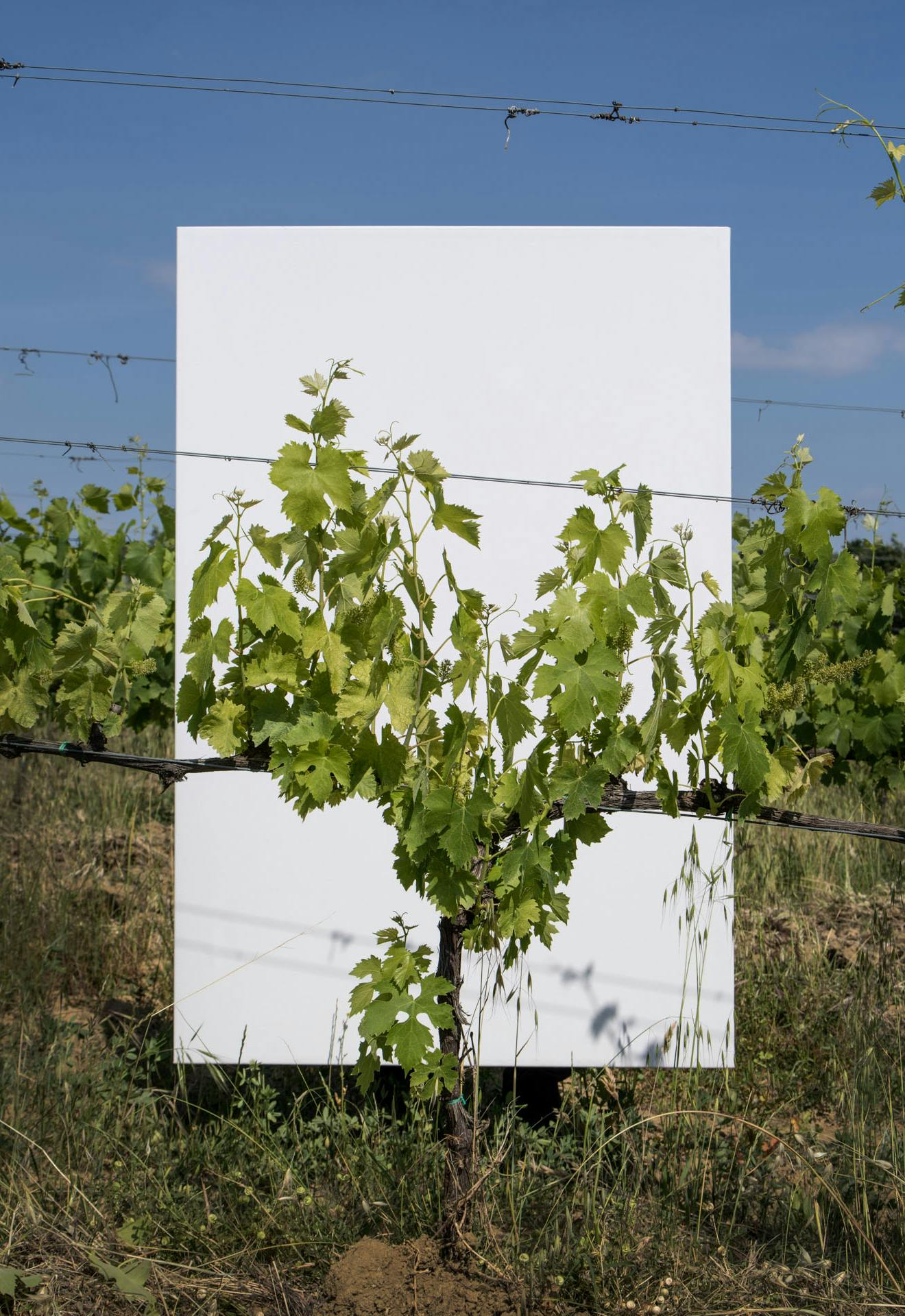 Vigna Vigna su una tela bianca
