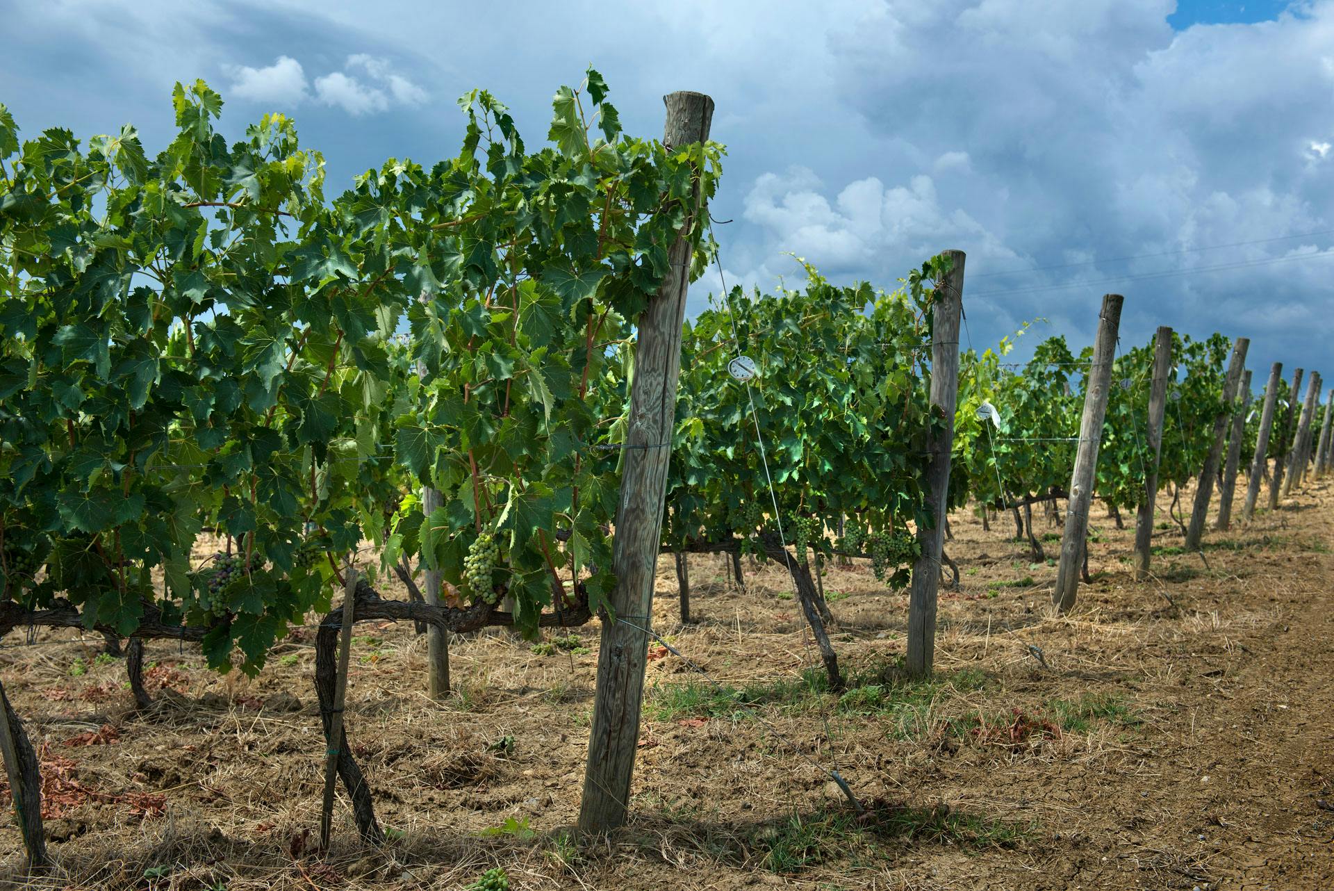 Vineyards