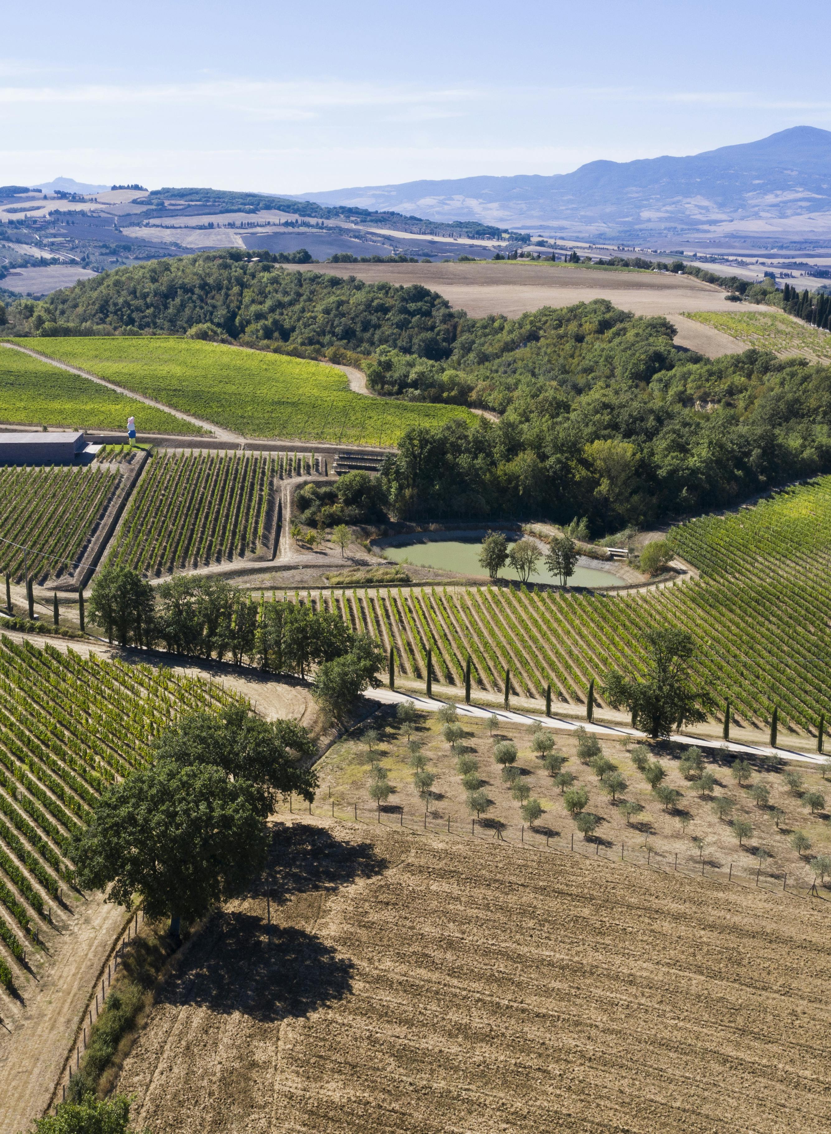 Aerial view by dron on winery vinyards and monte amiata Aerial view by dron on winery vinyards and monte amiata