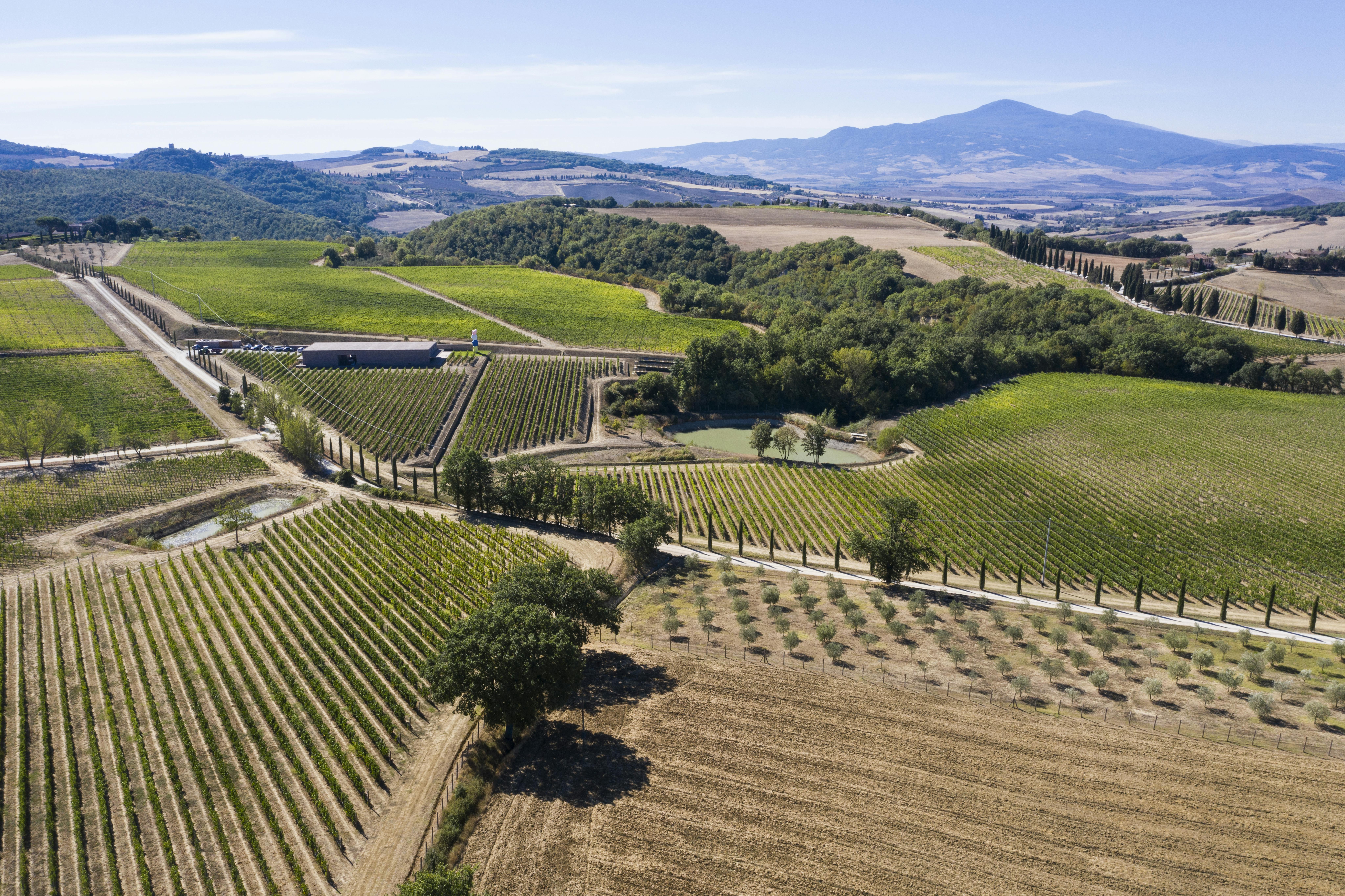 Aerial view by dron on winery vinyards and monte amiata