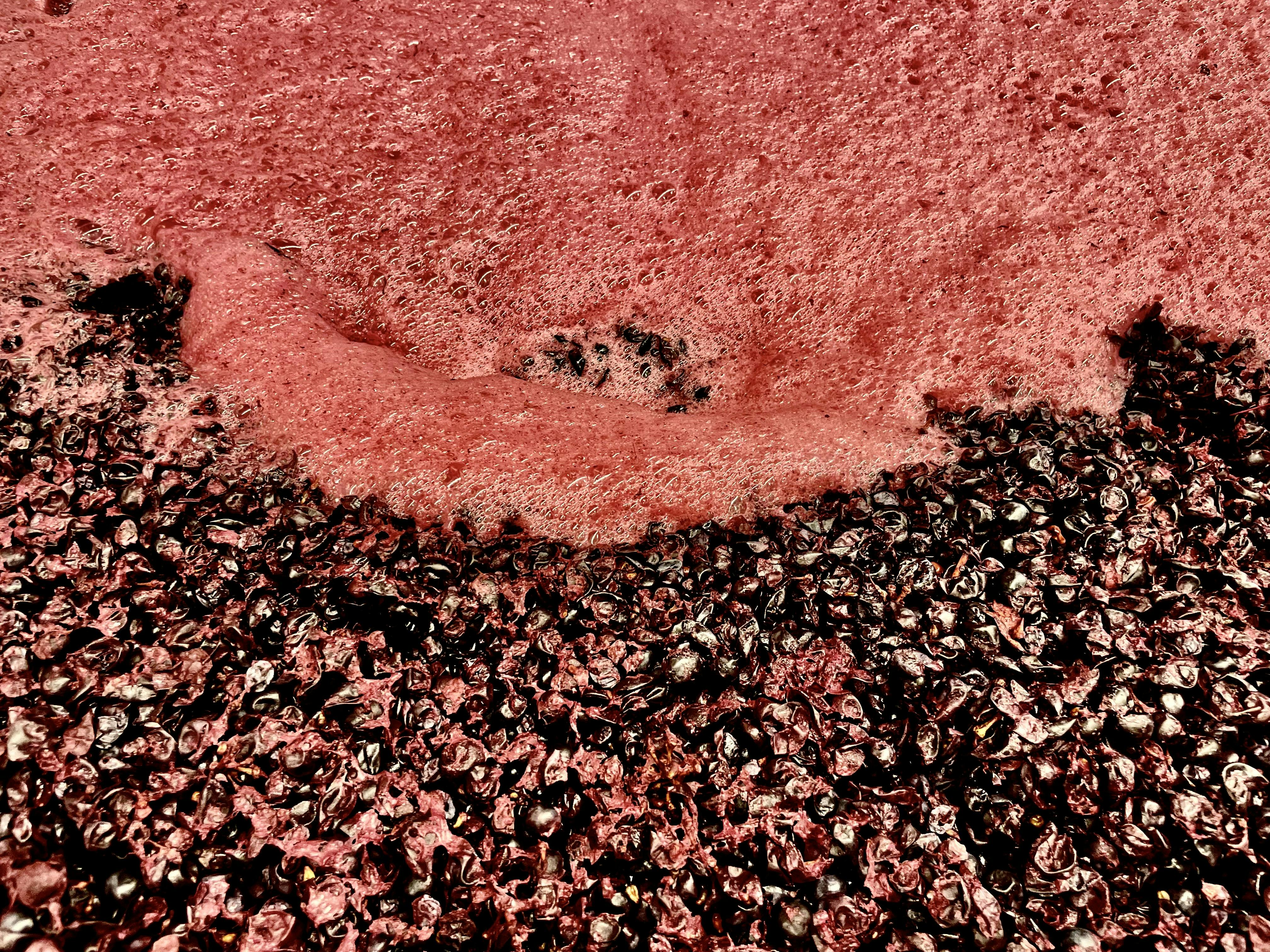 view on red grapes fermenting in bins