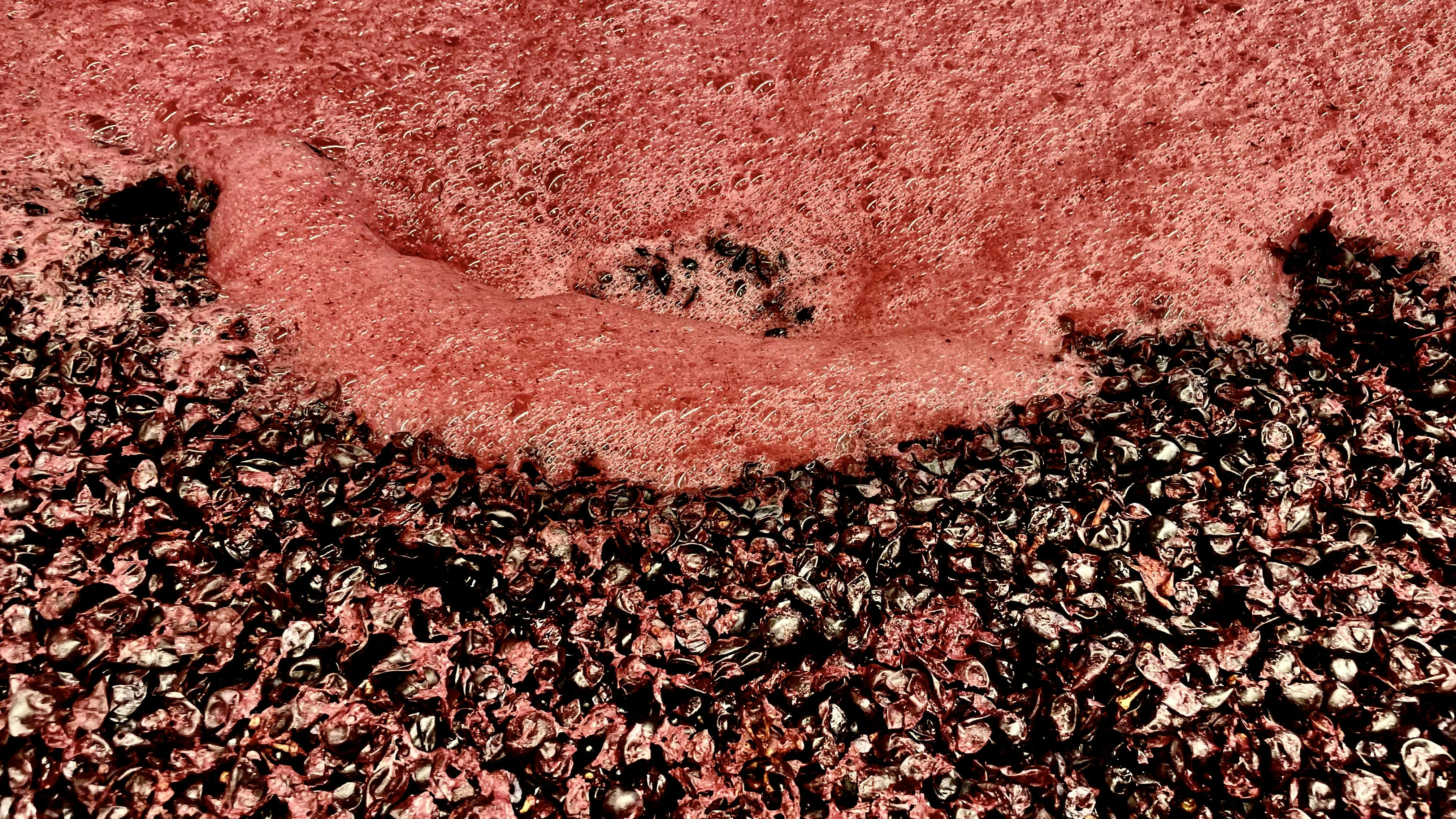 winemaking red grapes fermentation view on red grapes fermenting in bins