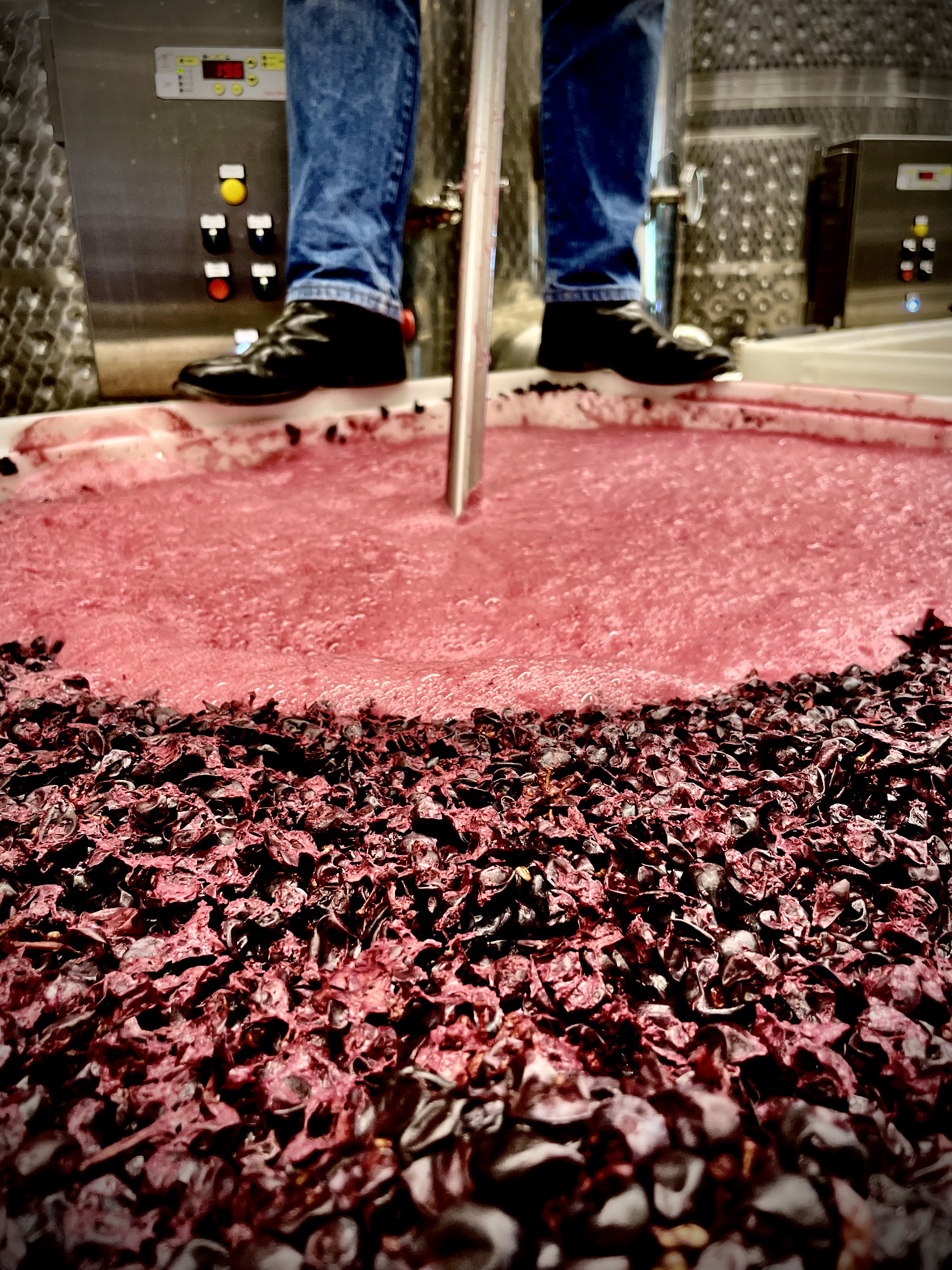 winemaker is punching down red grapes in a bin