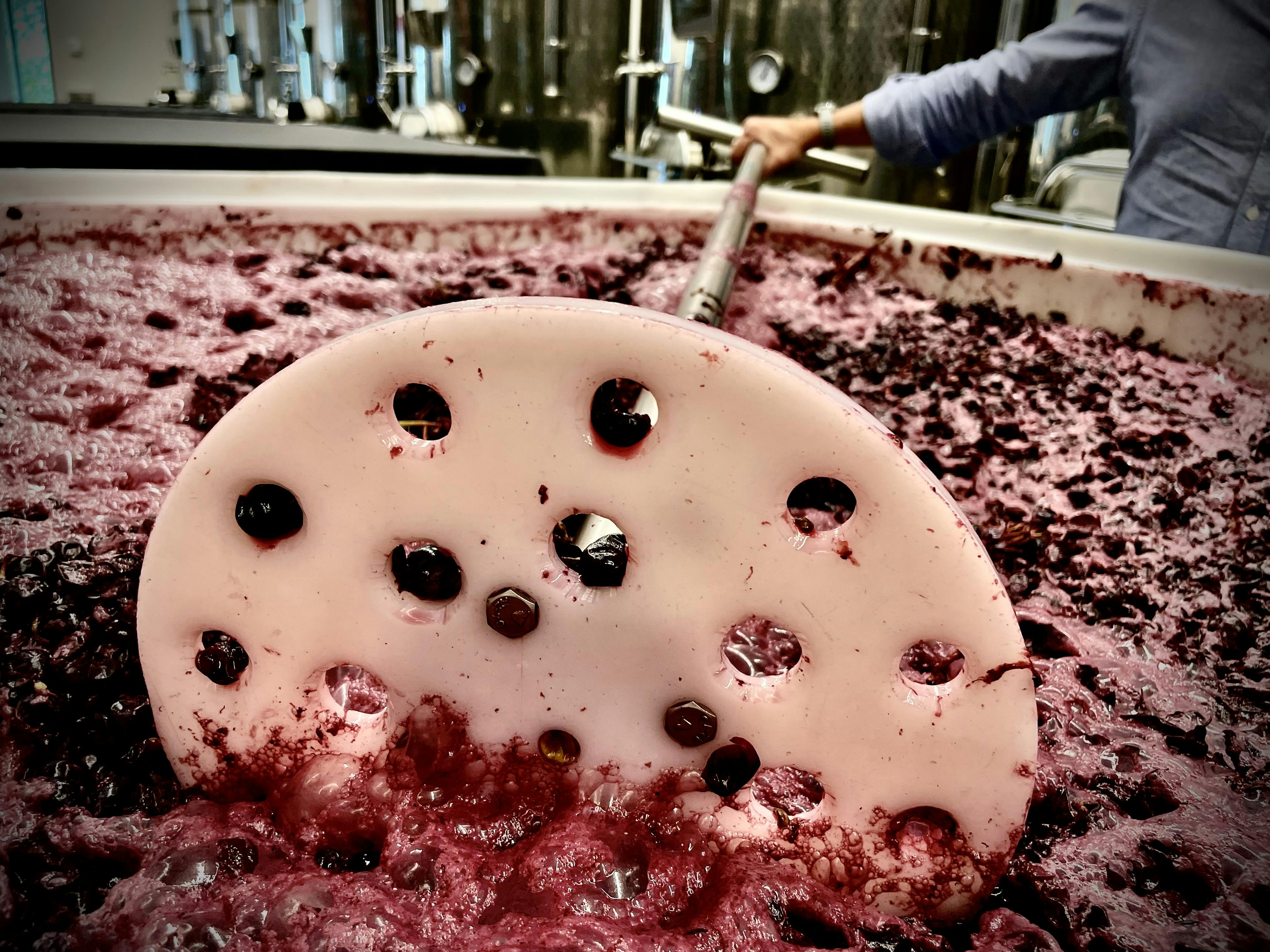 tool used for manual punching-down in a bin with red grapes fermeting