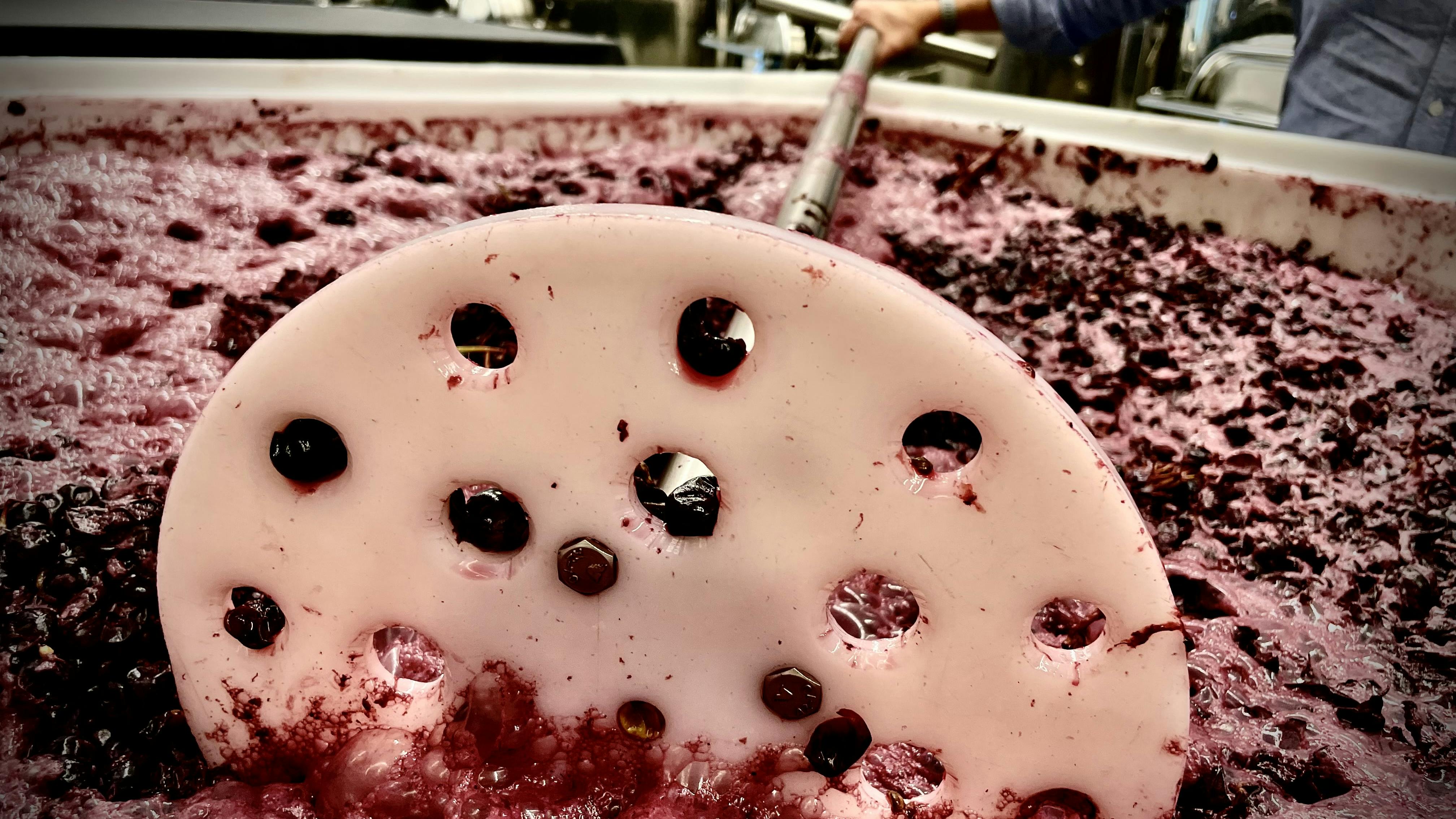 winemaking punching down red grapes tool used for manual punching-down in a bin with red grapes fermeting