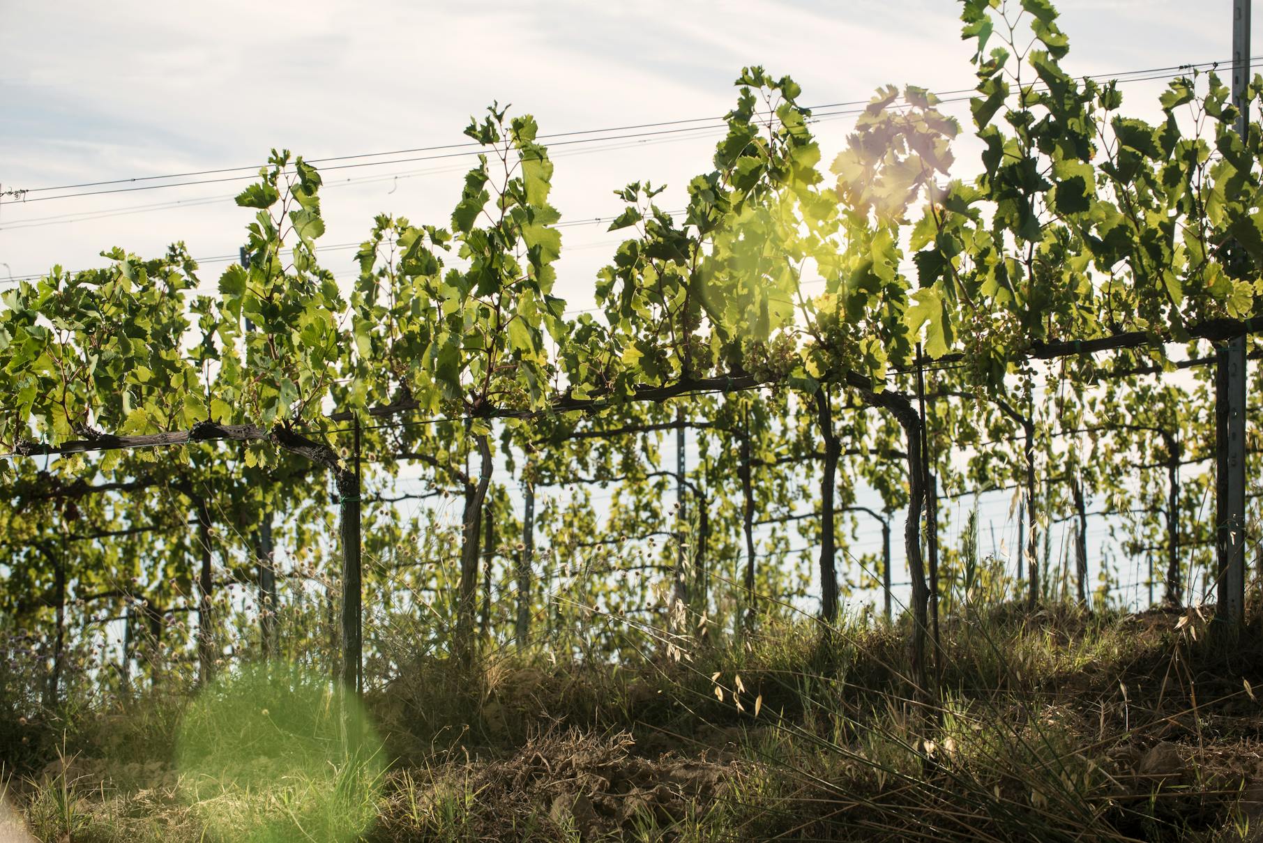 vine plants with sunset