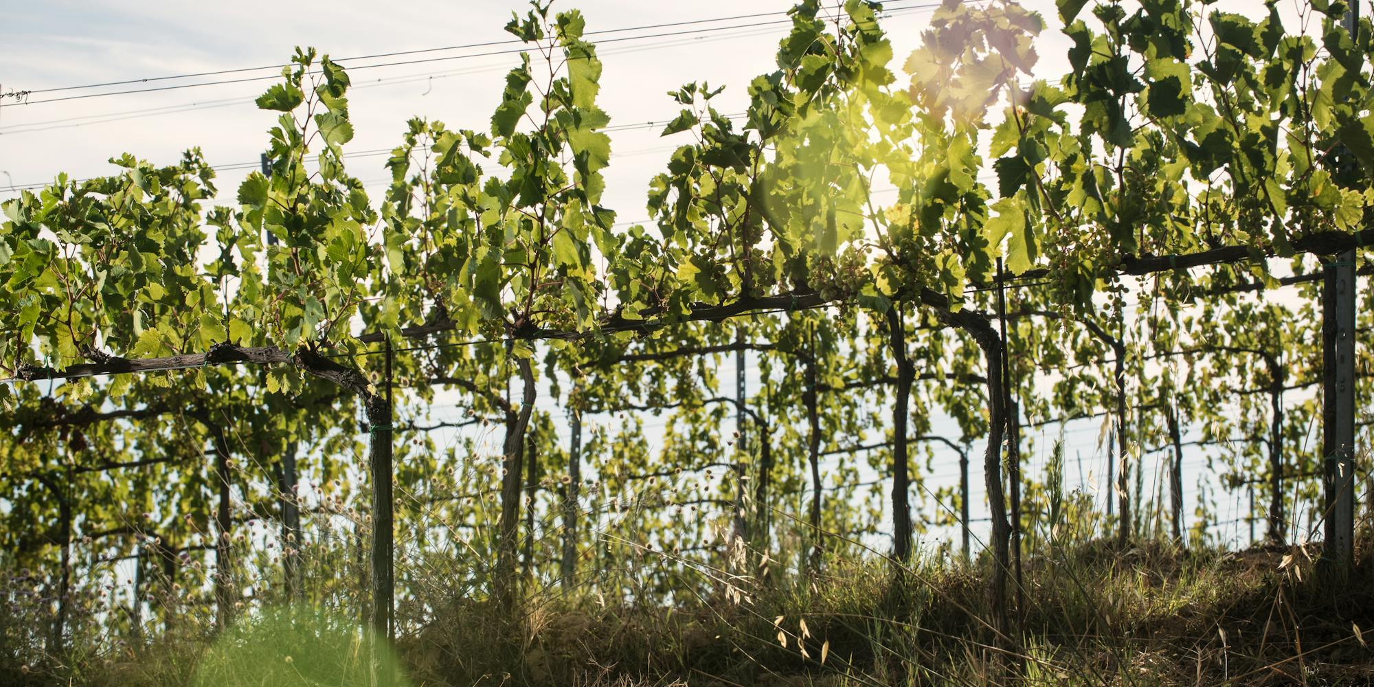 vineyards vineyards