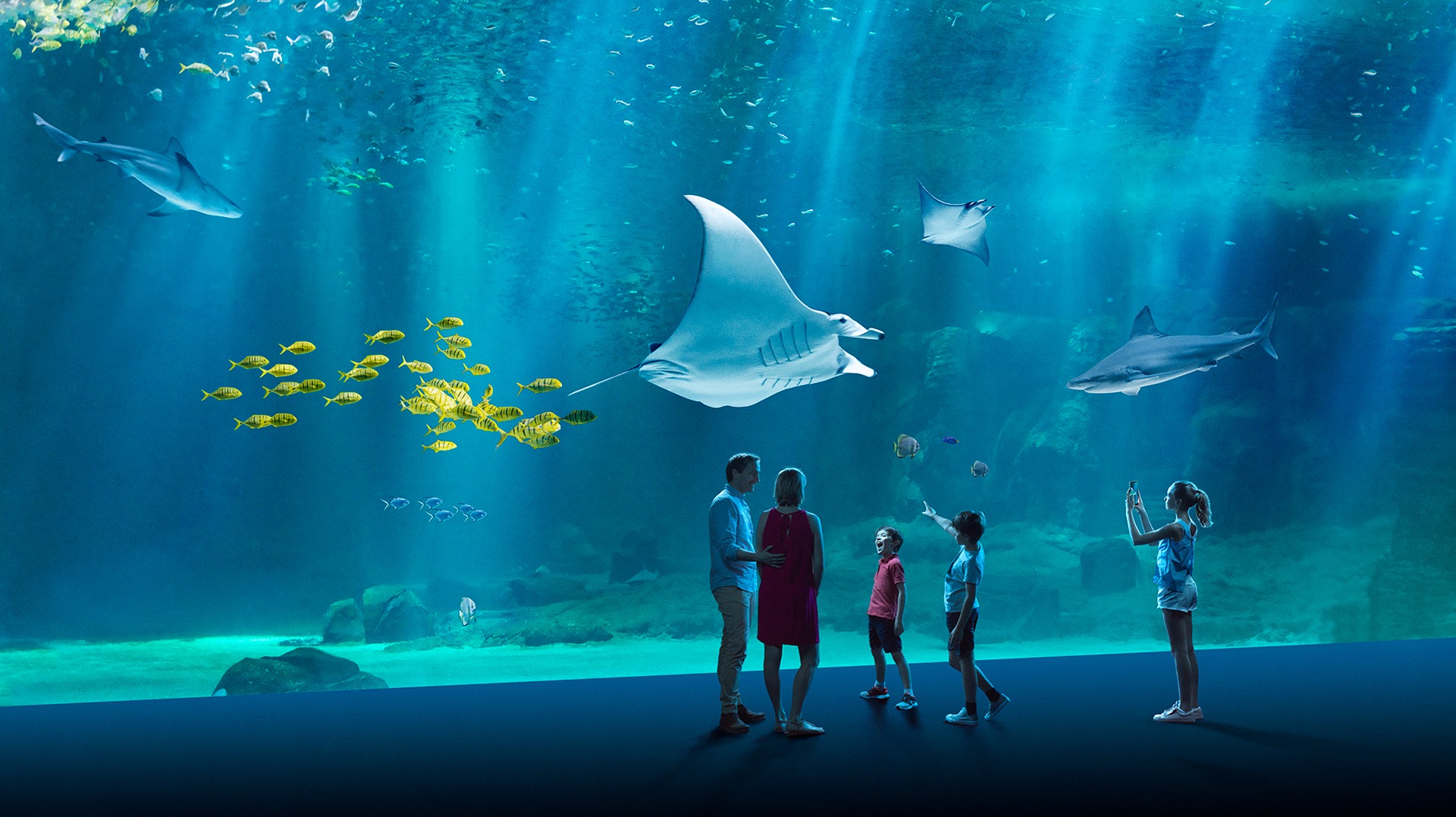 L'un des plus grands aquariums de France se trouve sur la côte d'Opale : Nausicaa à Boulogne-sur-Mer est une sortie idéale pour petits et grands, en famille ou en groupe.