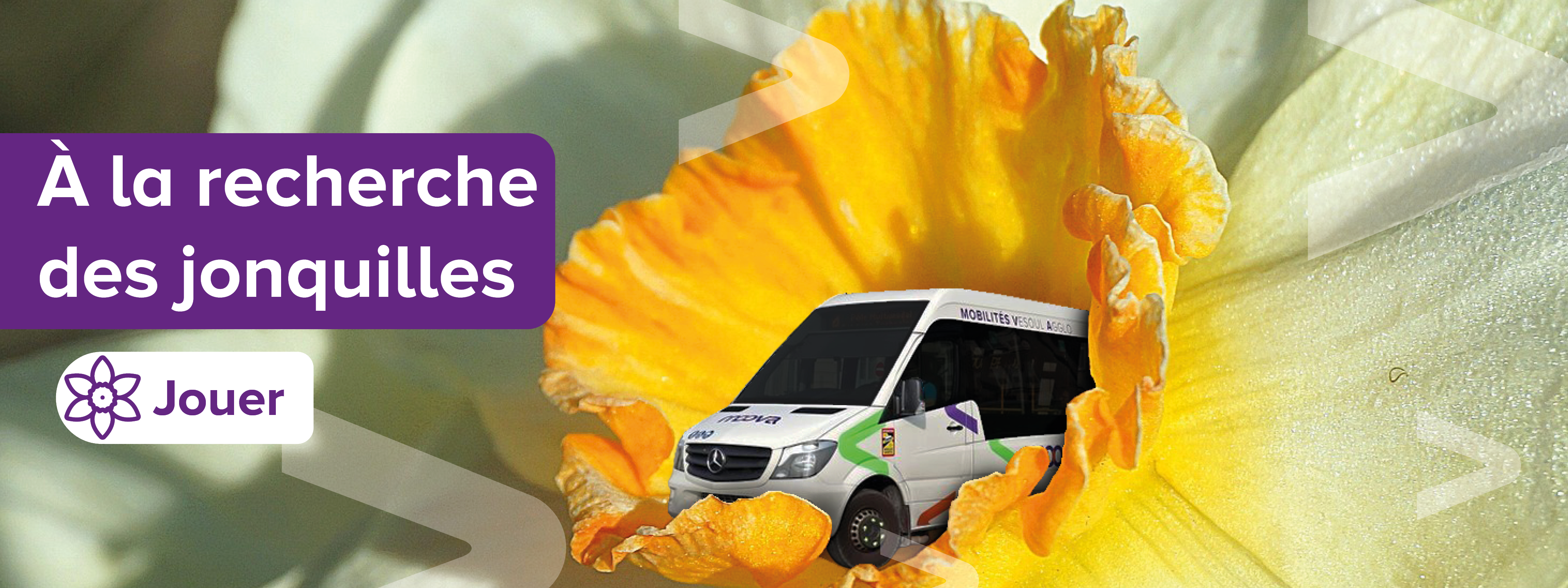 jeu-à-la-recherche-des-jonquilles