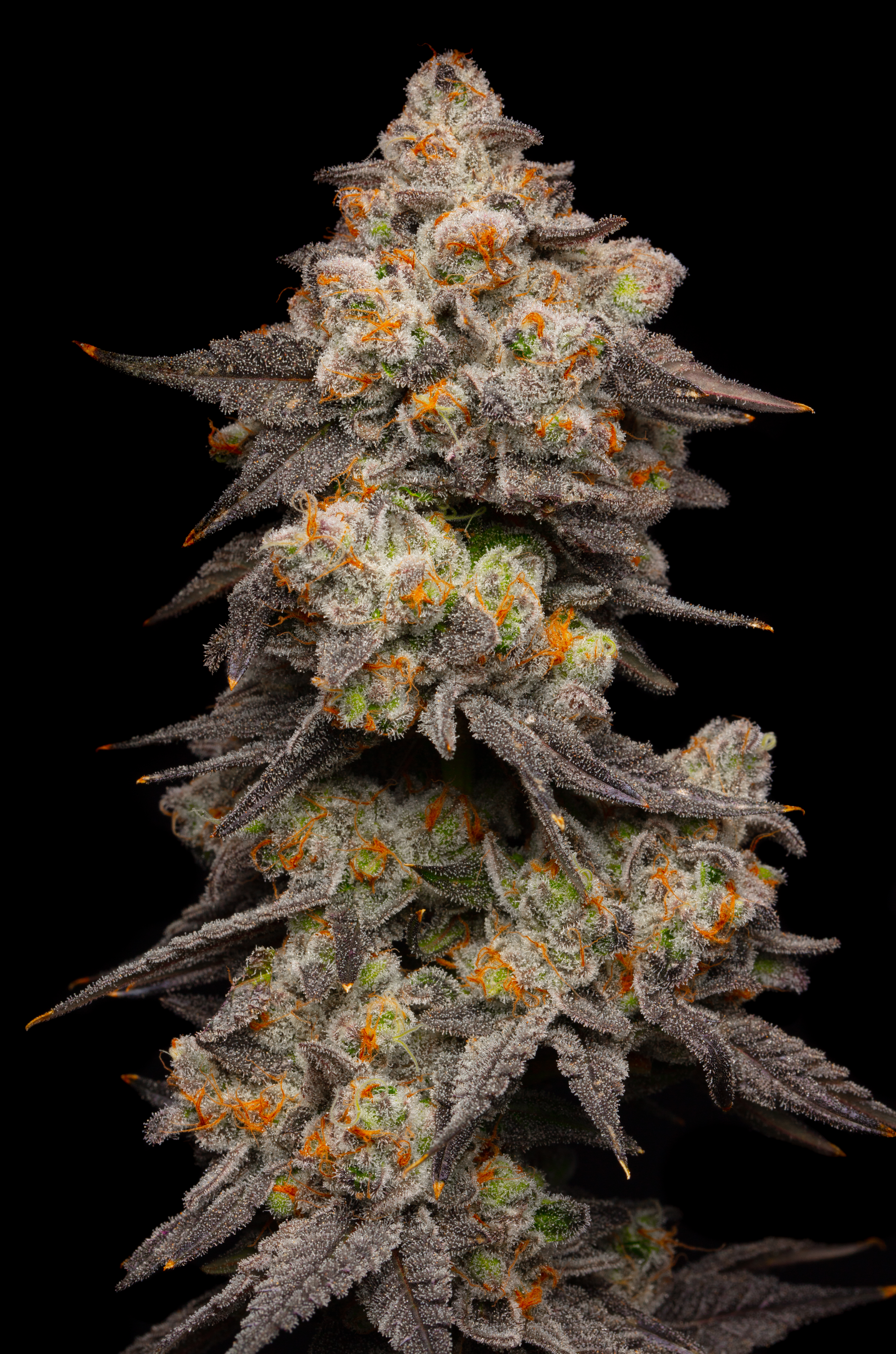 Berry Pie
