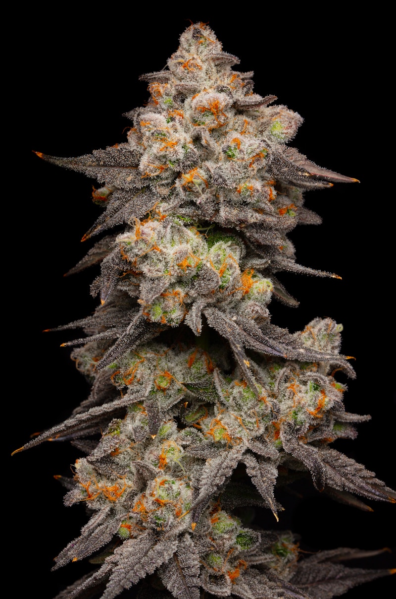 Berry Pie