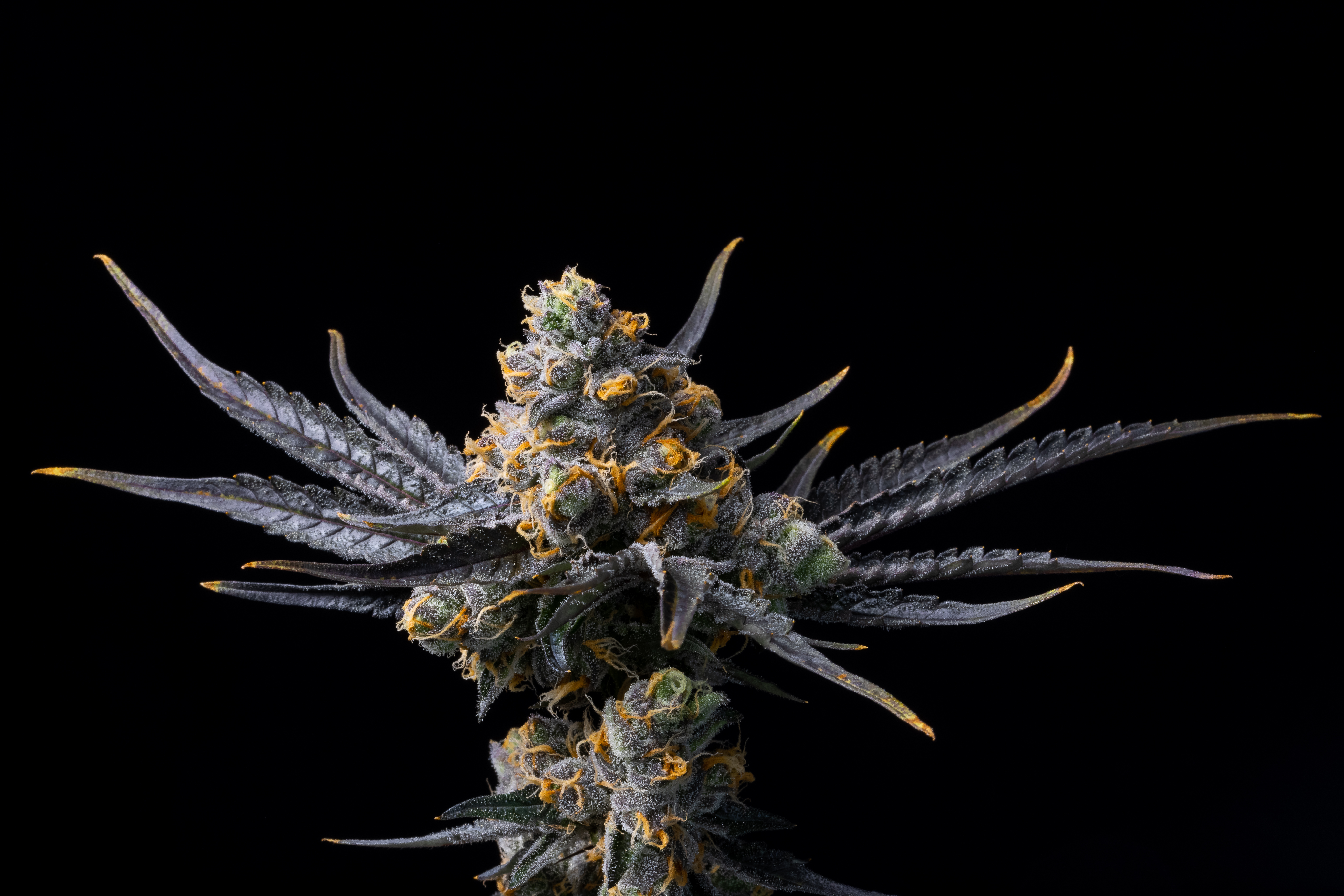 London Pound Cake 75