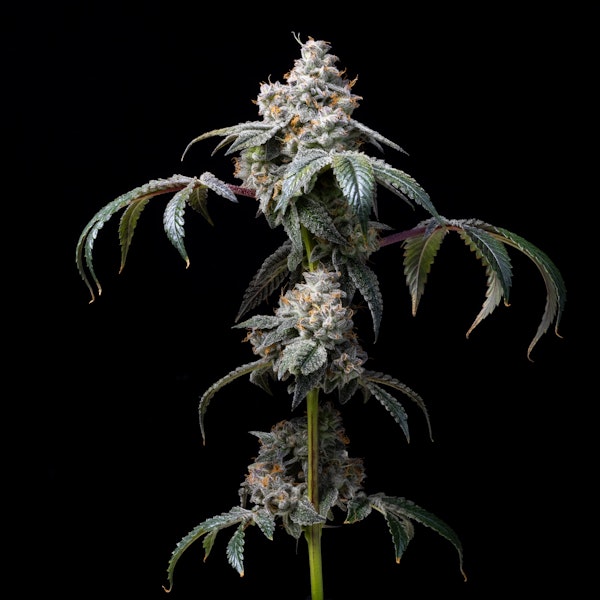 Cereal Milk