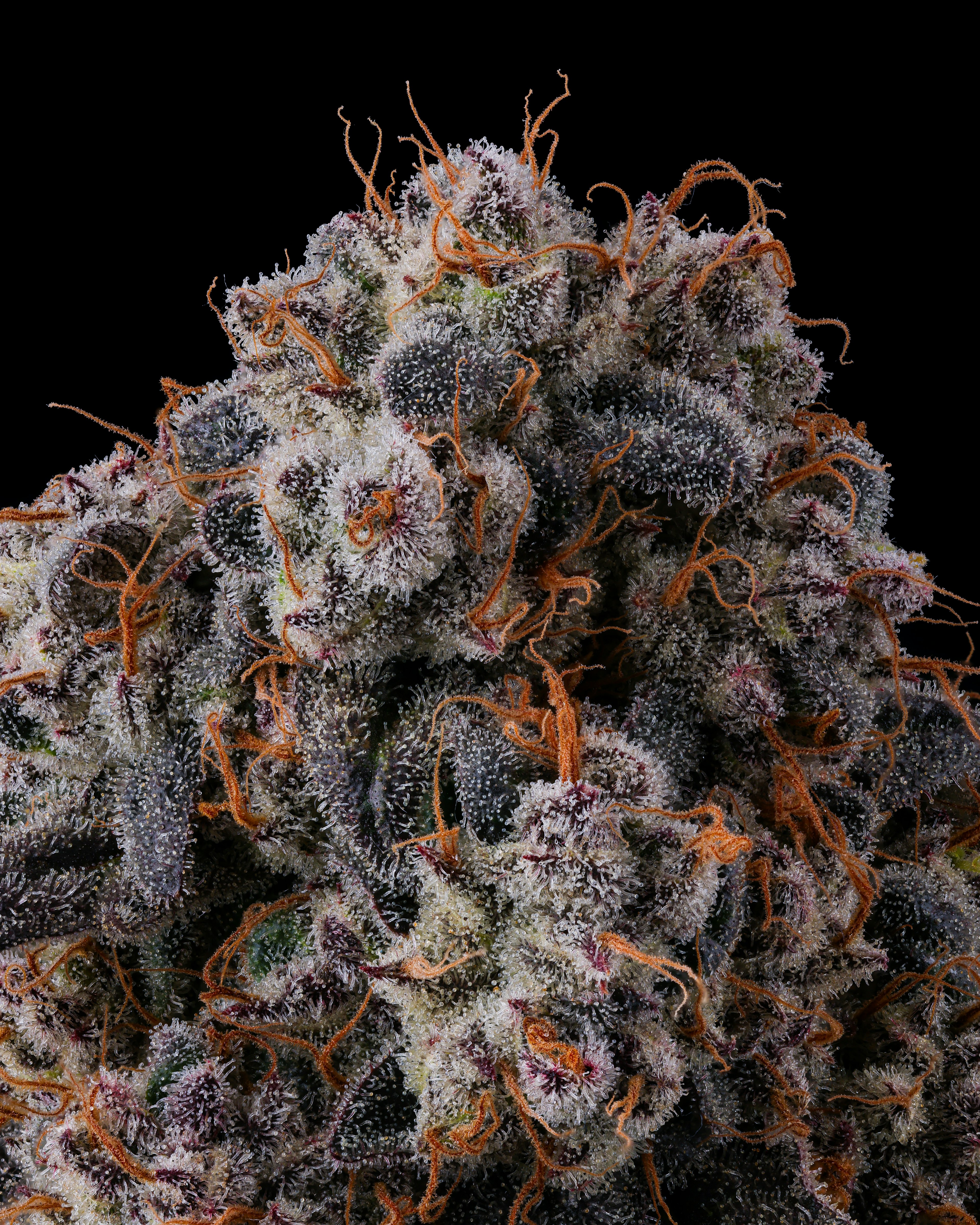 Cookies - Red Bull x Fish Scale #6 - THC - Unspecified - Indoor - Bud - Flower - Flower Tub - 3.5g - CA