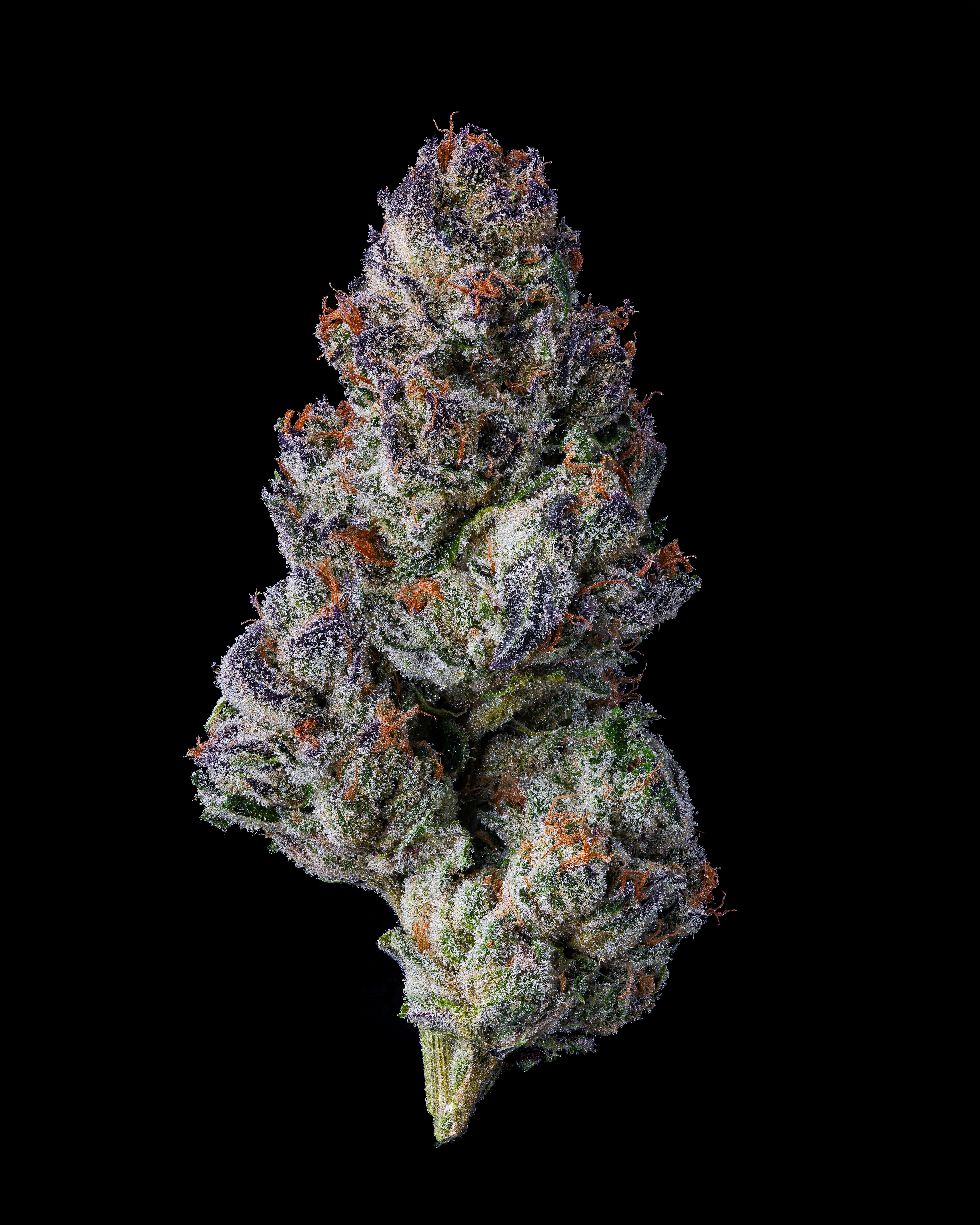 Cookies - Blueberry Caviar - THC - Mixed Light - Flower - Bud