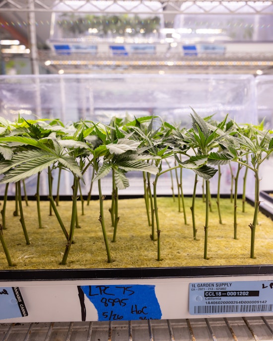 Cookies Cannabis Cultivation Process