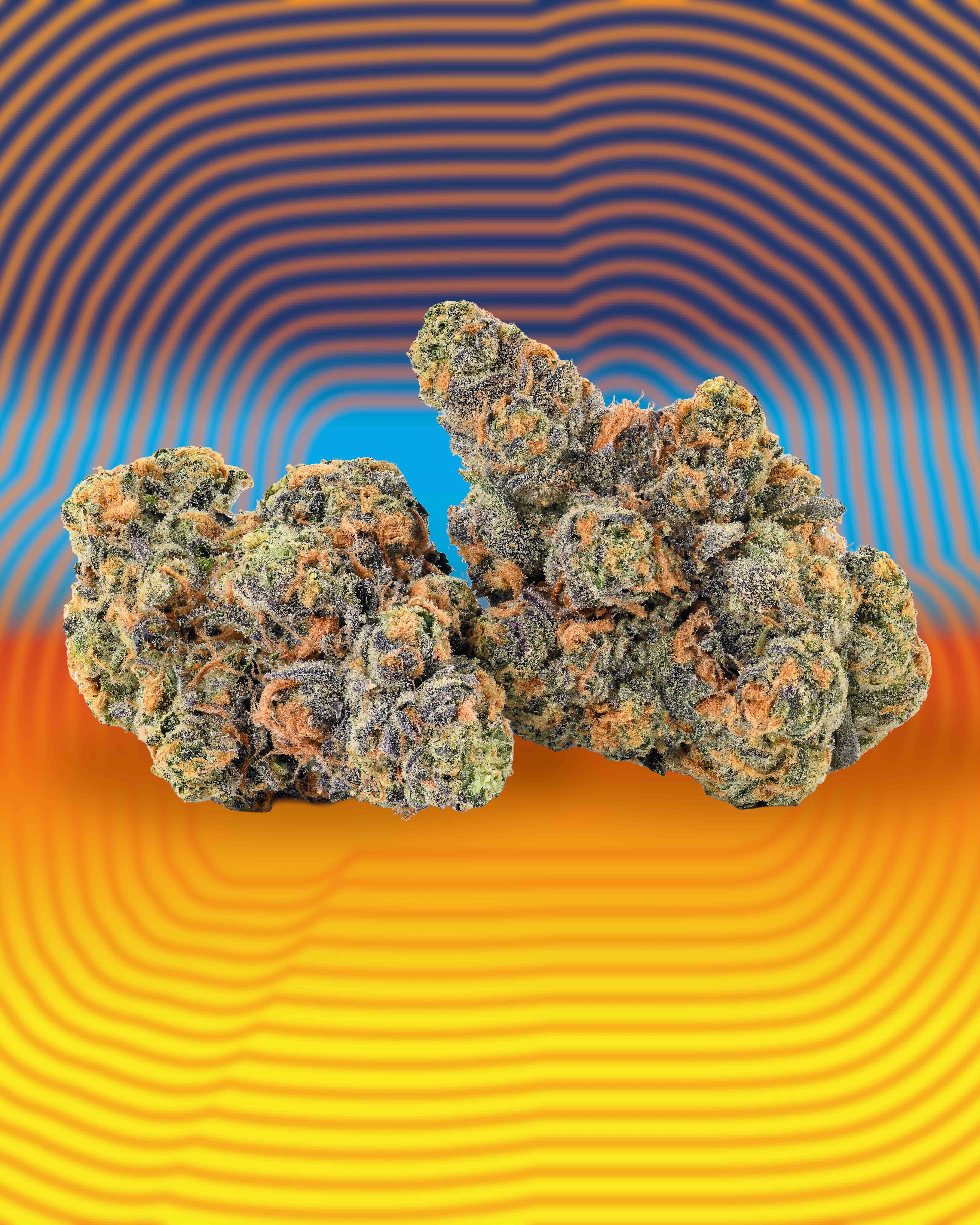 Fried Bananas cannabis flower from Cookies