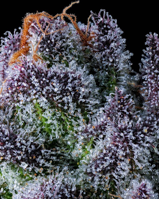 Blueberry Caviar Cannabis Macro Photography