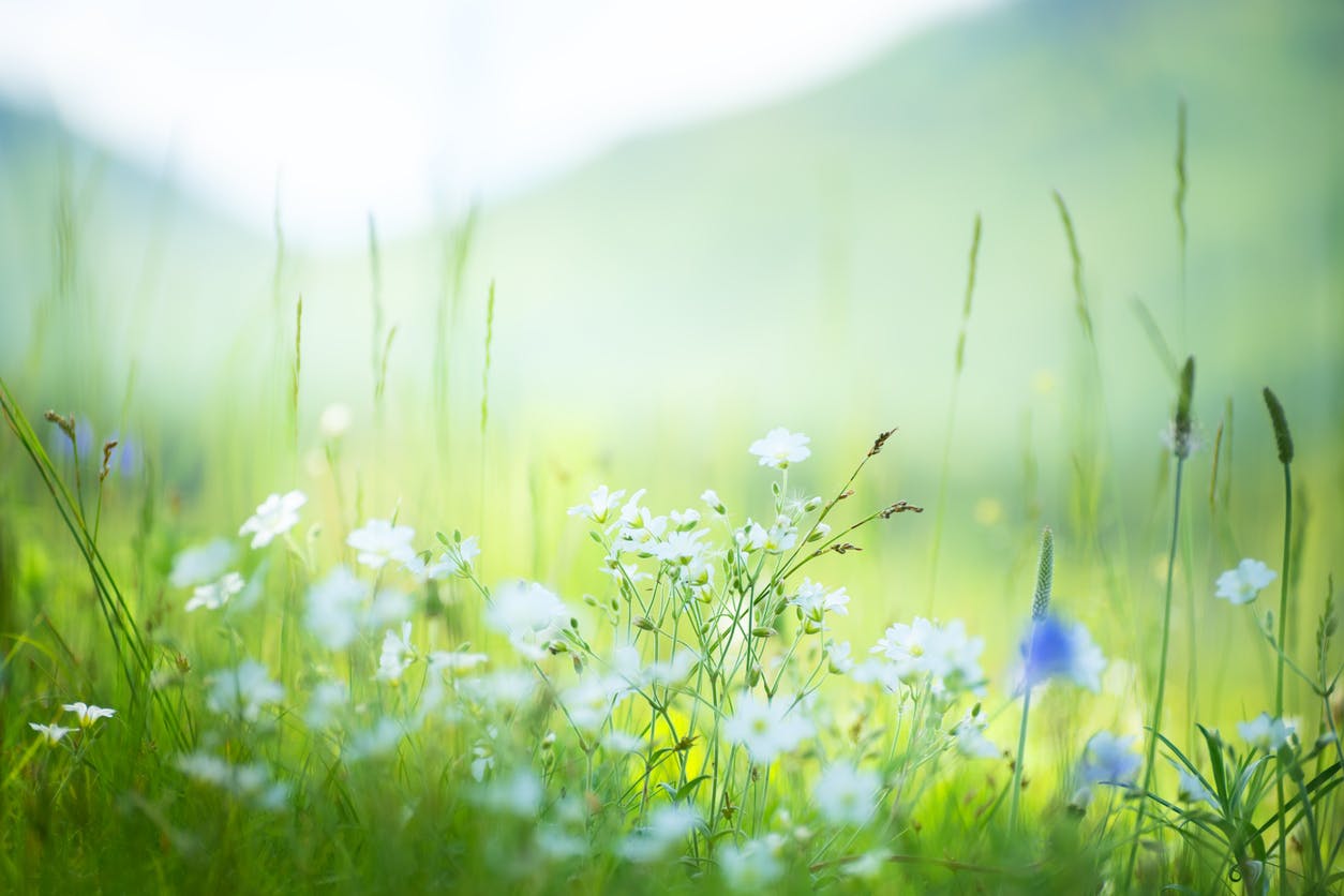 Renewal - March 2026