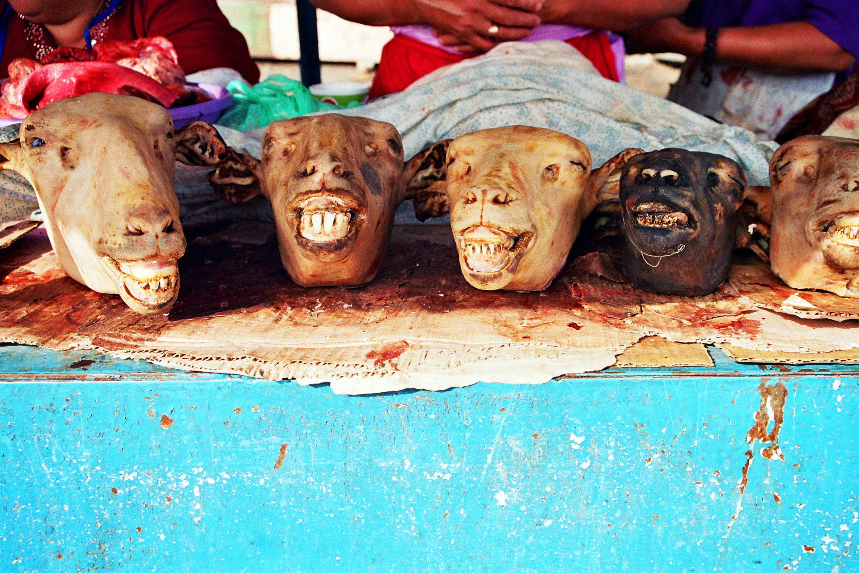 A row of five goat heads on top of a bright blue surface.