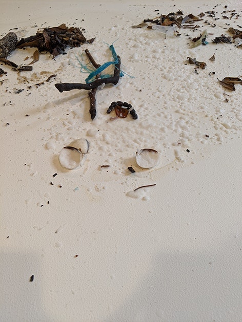 Melted coconut oil strewn with leaves, sticks and other debris