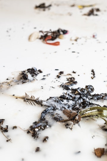 Paula Schaafhausen, Ebbing Tagaloa, 2020, coconut oil, found objects from Sydney, dimensions variable. Photo: Kai Wasikowski for 4A Centre for Contemporary Asian Art. Courtesy the artist.