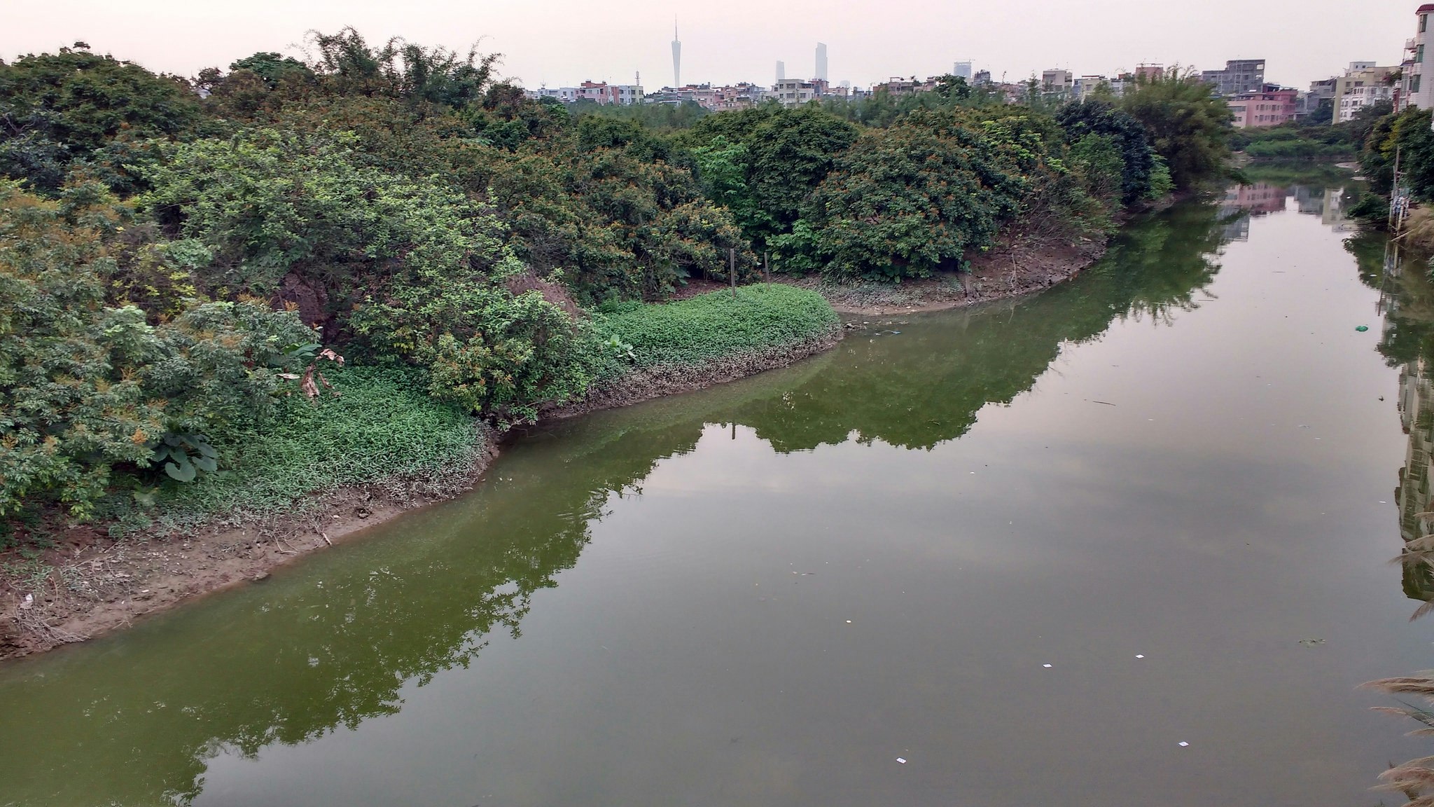 A creek surrounded by green bushes.