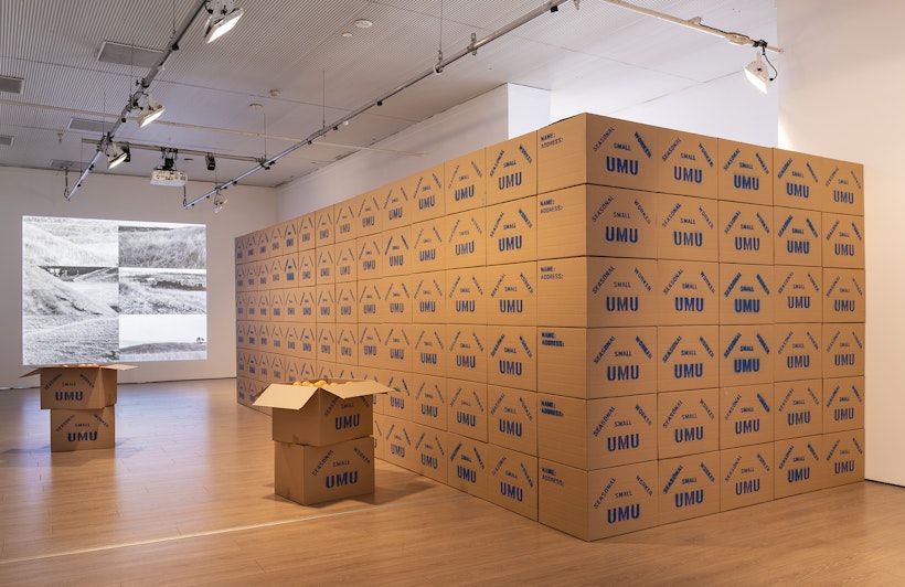 A large wrapped wall of stacked cardboard boxes labelled 'UMU' and 'Seasonal Small Worker' in blue text. On the floor are four stacked cardboard boxes with oranges inside. Behind them is a wall projected with greyscale stills of open land.