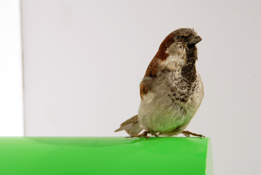 A preserved sparrow bird perches on a green surface