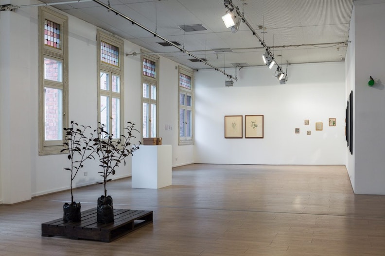 A brightly-lit gallery with an installation of two trees in the middle, brown framed illustrations are hung on the far wall