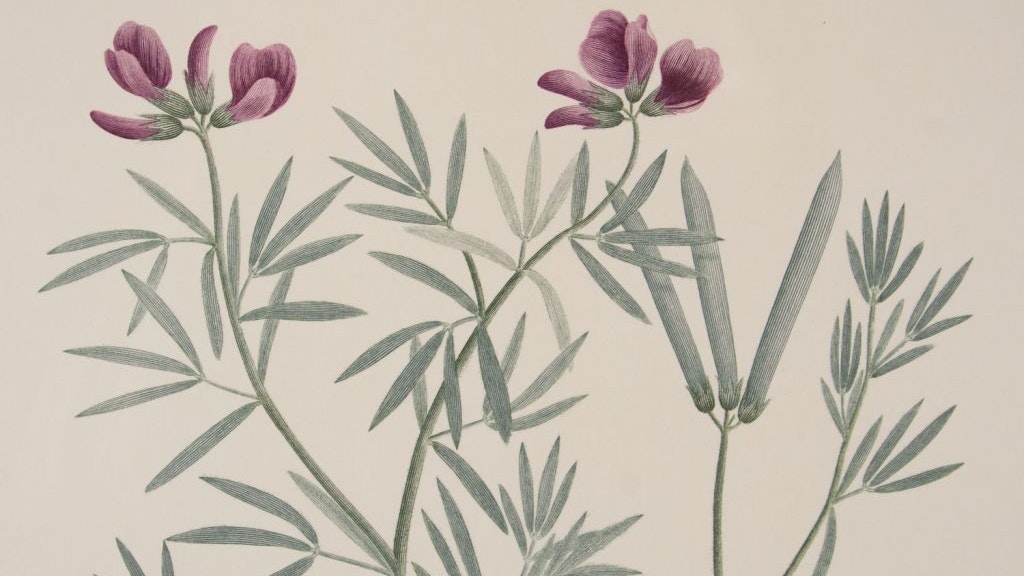 Image of copperplate engraving botanical by Sir Joseph Banks, called Florilegium: Plate 63 (detail)