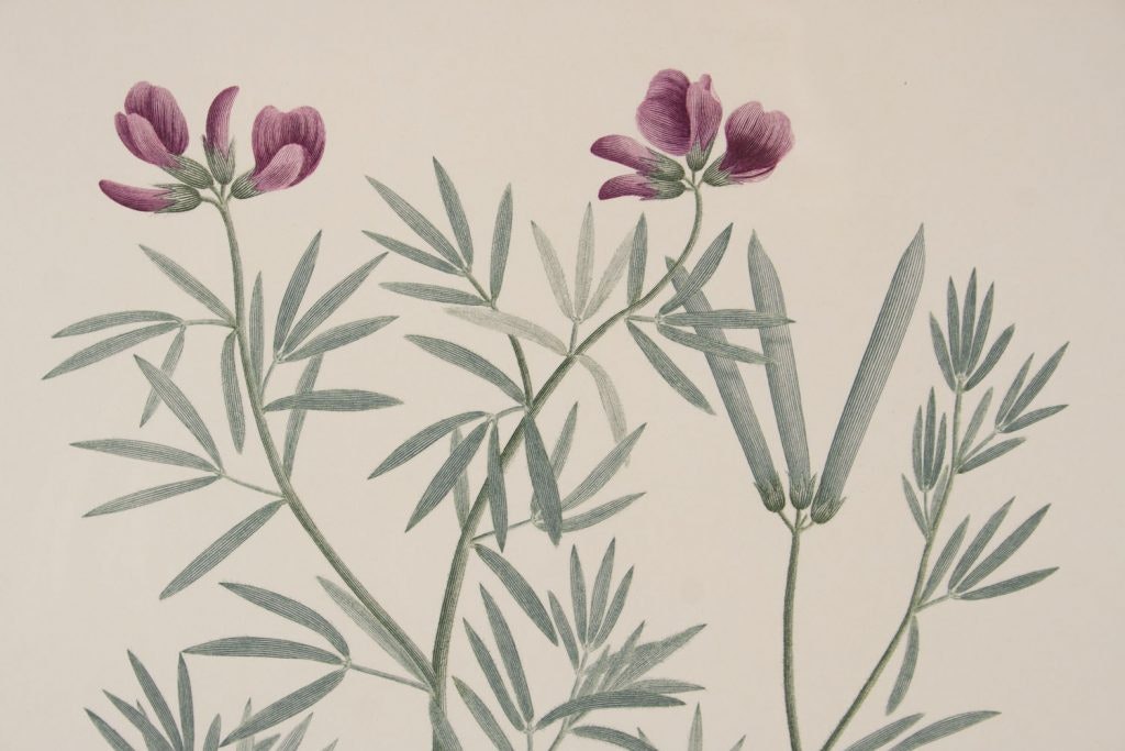Image of copperplate engraving botanical by Sir Joseph Banks, called Florilegium: Plate 63 (detail)