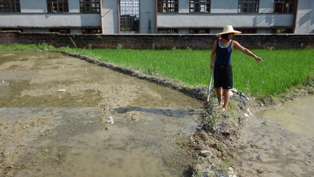 A photo of Linda Tan tending her rice field in Xiangyang Village, Guangdong, China