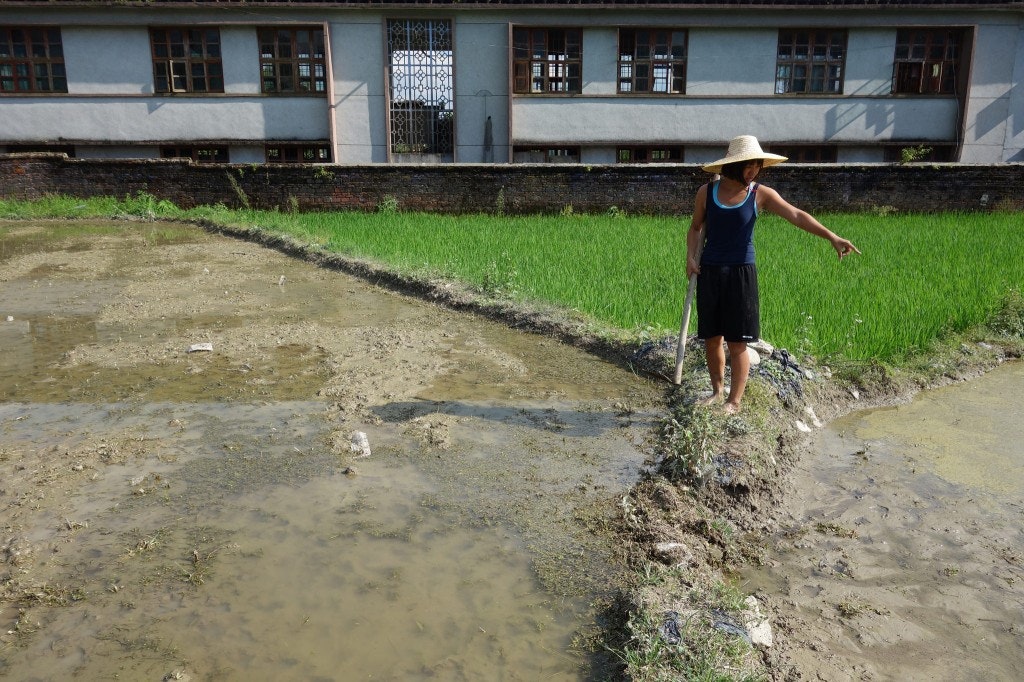 A photo of Linda Tan tending her rice field in Xiangyang Village, Guangdong, China