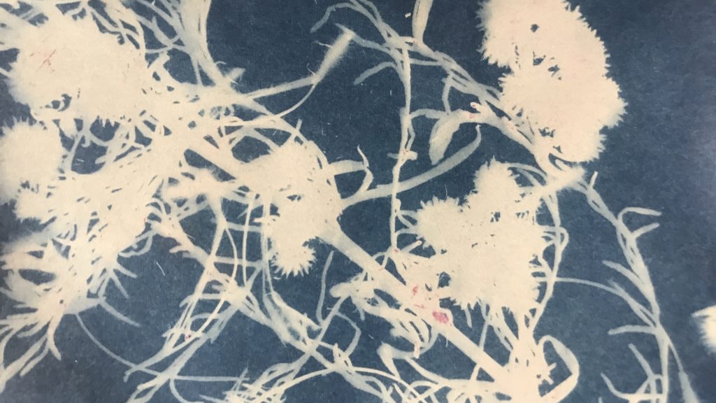 A blue and white, "sun-print" plant photograph by Kai Wasikowski.