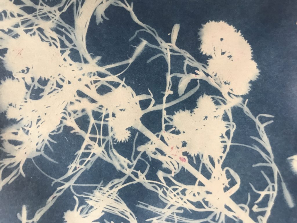 A blue and white, "sun-print" plant photograph by Kai Wasikowski.