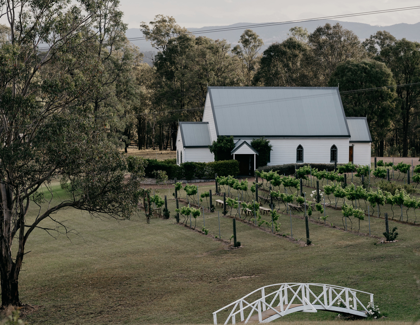 Rows of vines in a vineyard, with a chapel in the background.