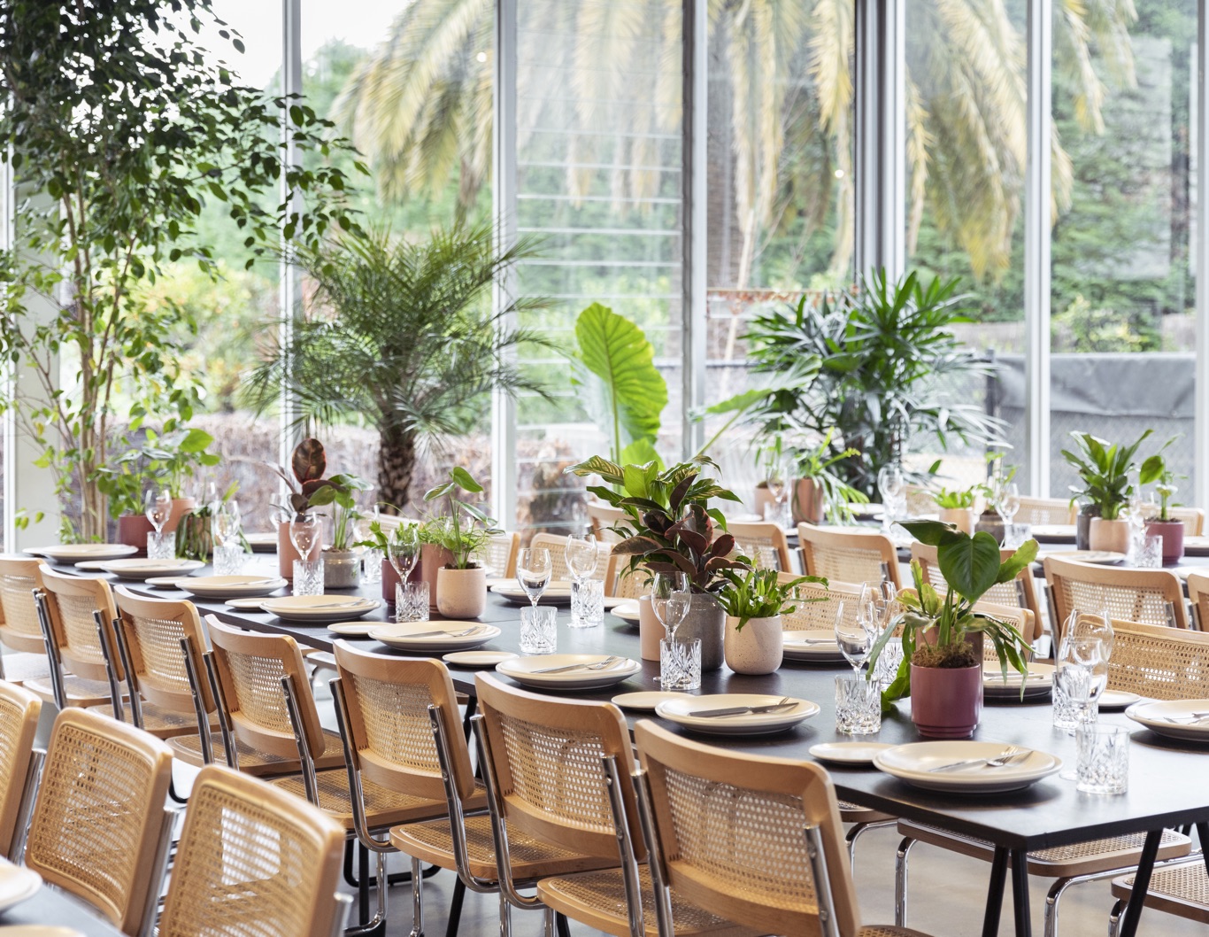 Table settings featuring green pot plants.