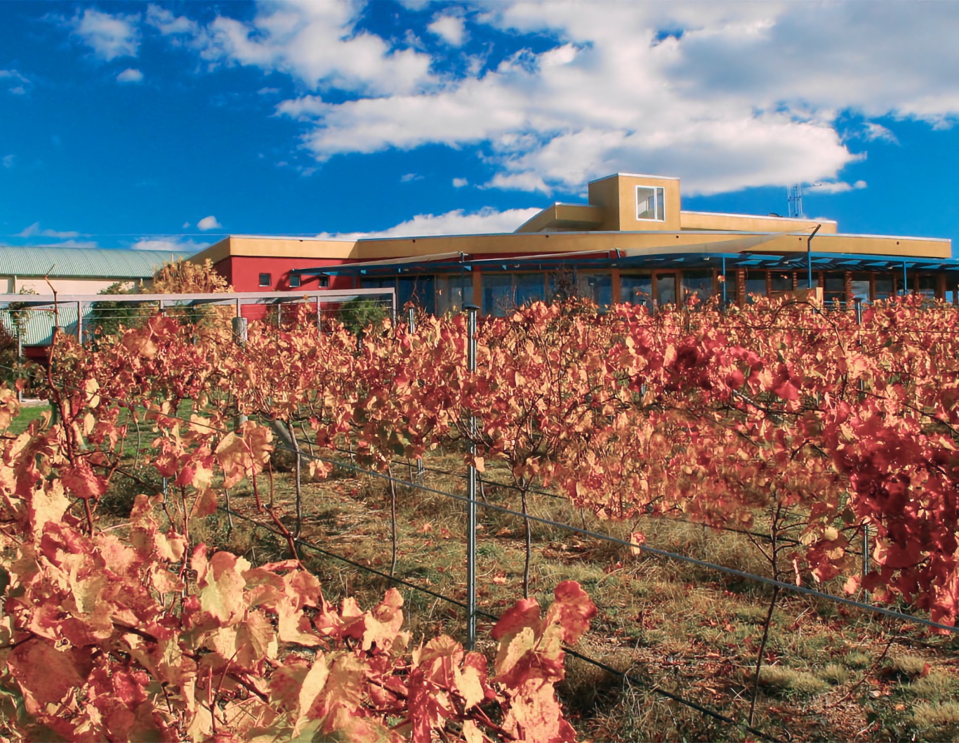 ineyard leaves with cellar door in the background.