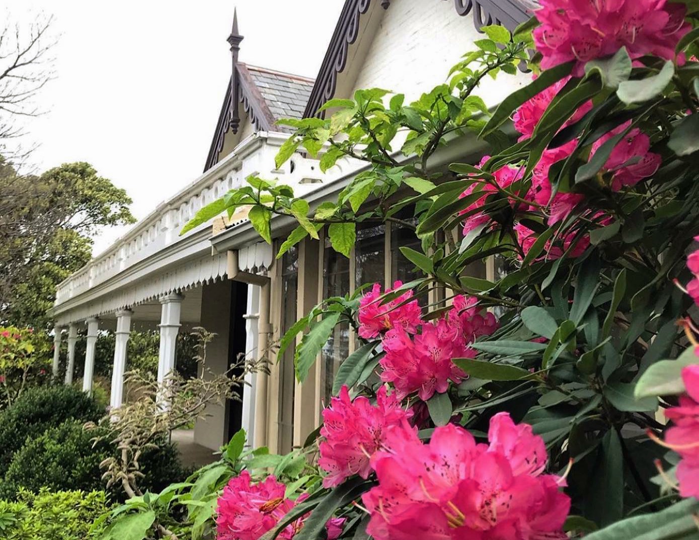 Pink flowers in the front garden bed of Barwon Grange.