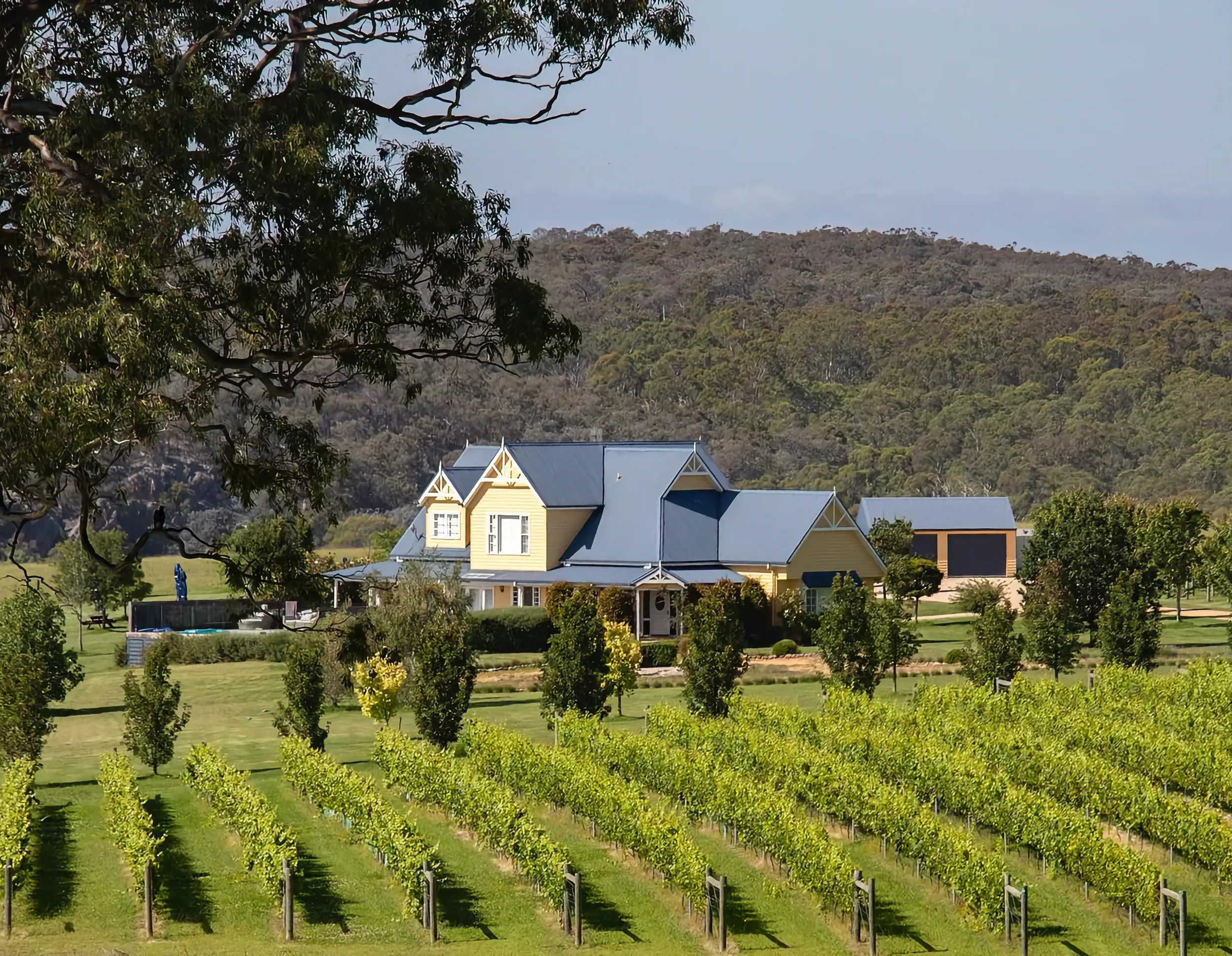 Vineyard at Blue Gables.